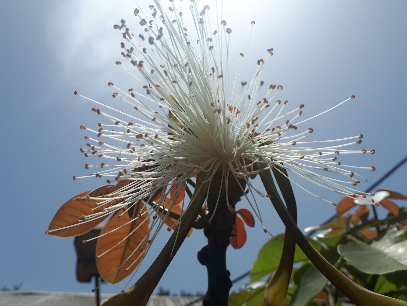 Detail image, , Tel Aviv-Yafo, Israel, 2019-06-04, Pseudobombax ellipticum - Amapolla