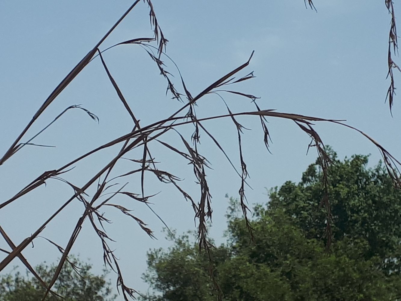 Detail image, Howdy Farmer, Tel Aviv-Yafo, Israel, 2019-06-04, Cymbopogon citratus - Lemon grass