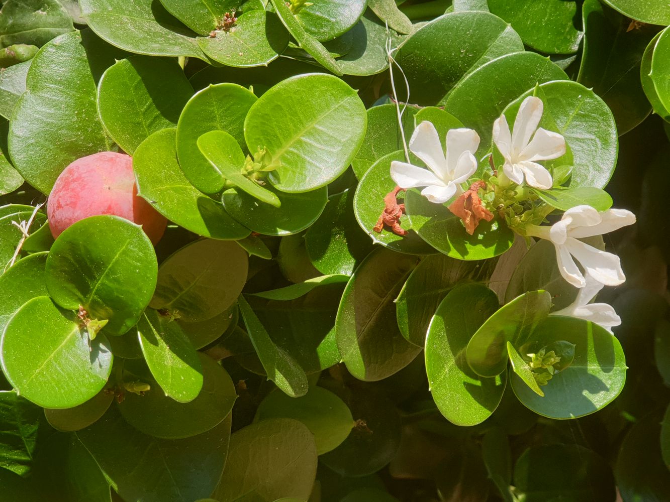 Detail image, , ?????, ?????, 2019-07-24, Dovyalis caffra - Kei aplle