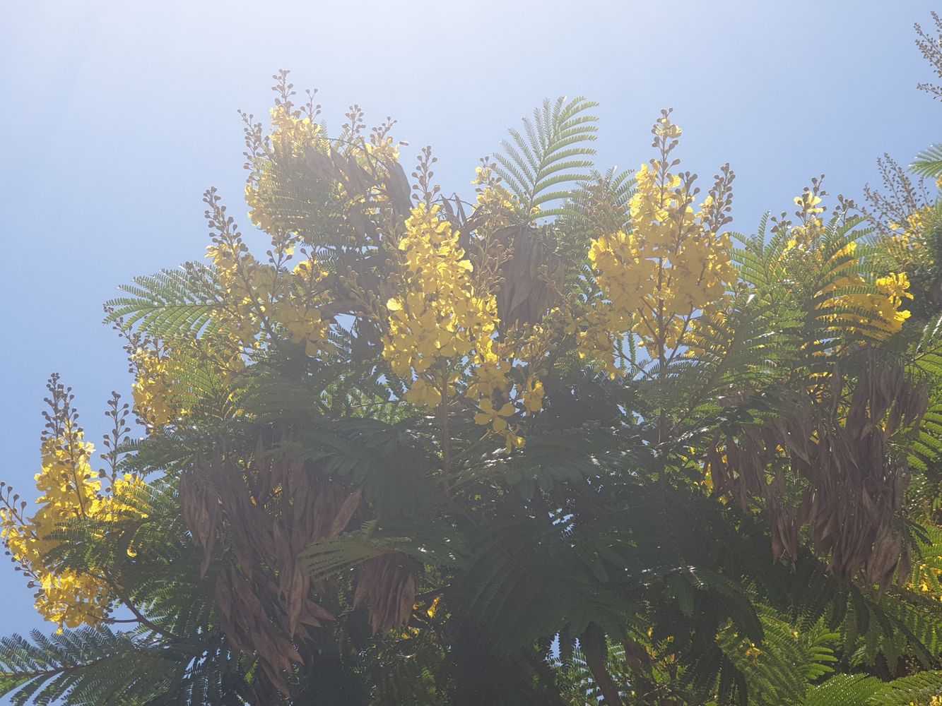 Detail image, , ?????, ?????, 2019-07-24, Peltophorum africanum - Rhodesian black wattle