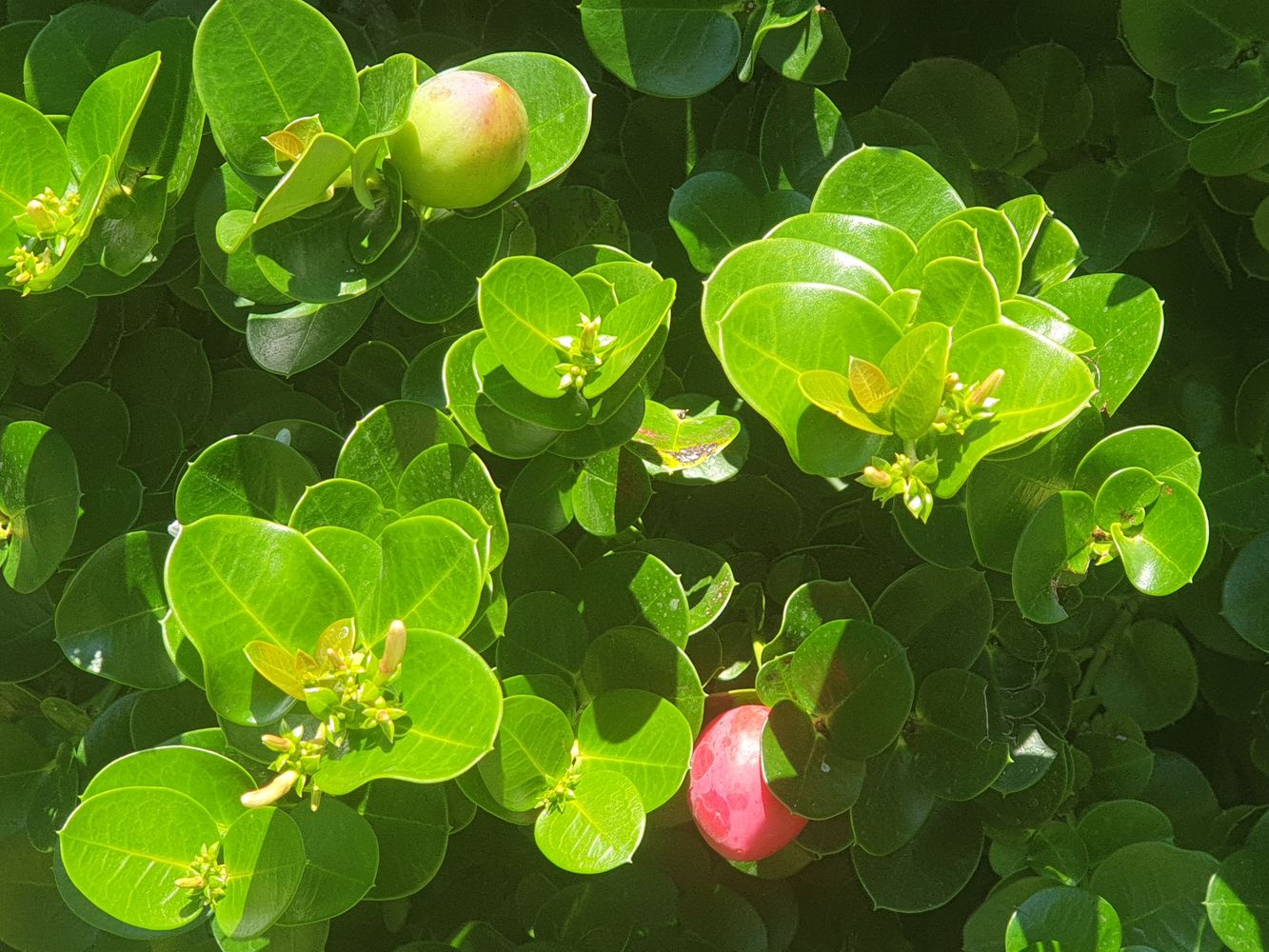 Detail image, , ?????, ?????, 2019-07-24, Dovyalis caffra - Kei aplle