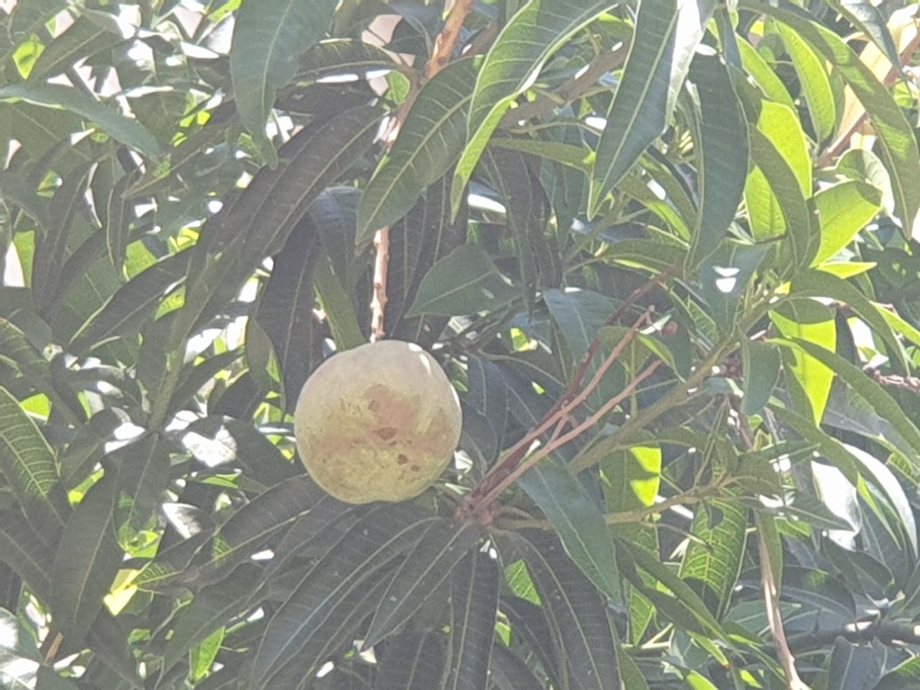 Detail image, , ?????, ?????, 2019-07-24, Mangifera indica - Mango tree