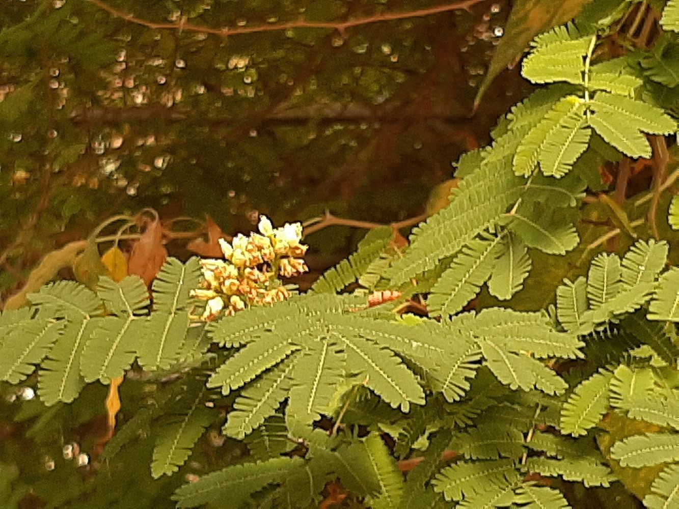 Detail image, Maarten Rozendale, Tel Aviv-Yafo, Israel, 2019-11-13, Caesalpinia coriara - Divi-divi