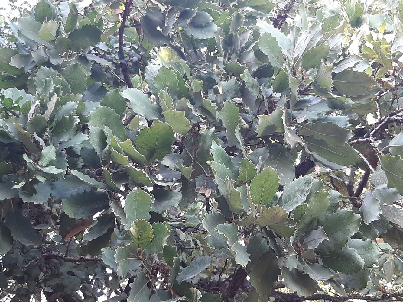 Detail image, Maarten Rozendale, Tel Aviv-Yafo, Israel, 2019-11-13, Quercus boissieri - 