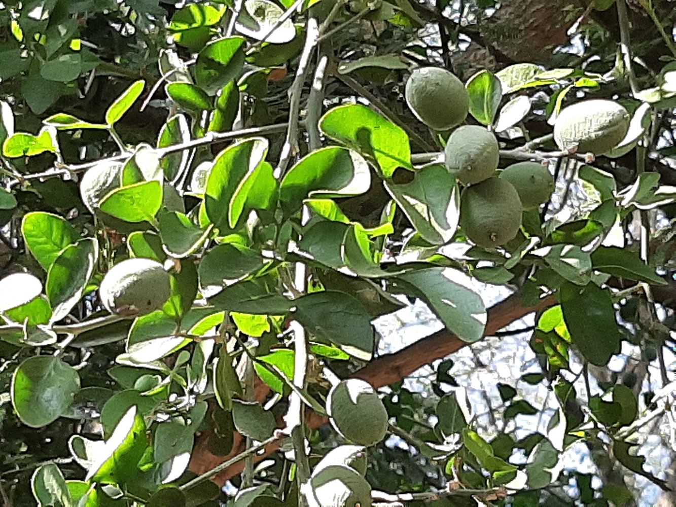 Detail image, Maarten Rozendale, Tel Aviv-Yafo, Israel, 2019-11-13, Balanites aegyptiaca - Balanites