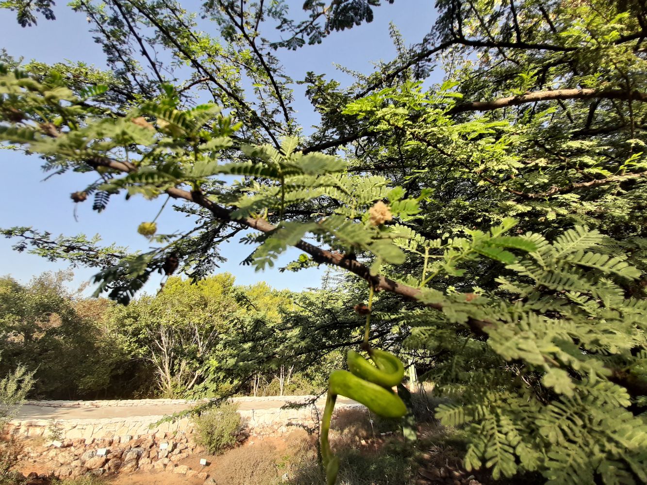 Detail image, Maarten Rozendale, Tel Aviv-Yafo, Israel, 2019-11-13, Acacia raddiana - Twisted acacia
