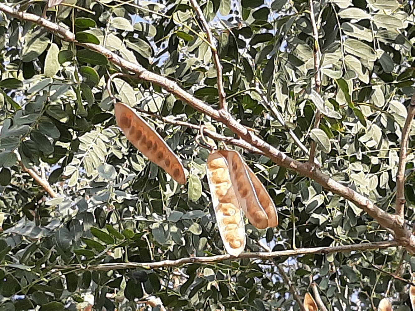 Detail image, Maarten Rozendale, Tel Aviv-Yafo, Israel, 2020-01-14, Albizia lebbeck - Indian siris