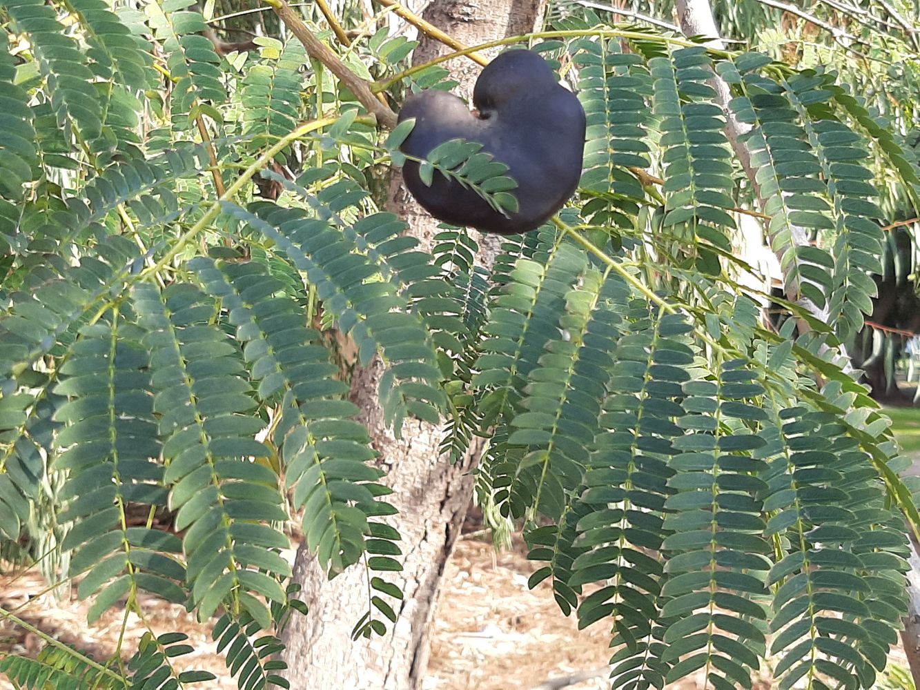 Detail image, Maarten Rozendale, Tel Aviv-Yafo, Israel, 2020-01-14, Enterolobium cyclocarpum - Ear pod tree