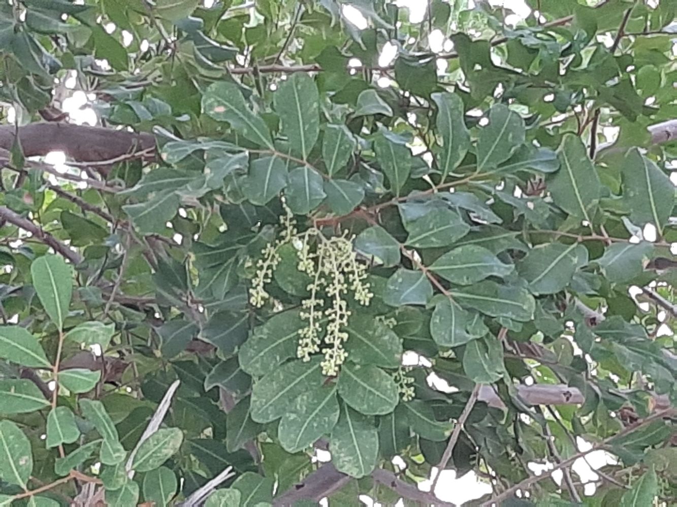 Detail image, Maarten Rozendale, Tel Aviv-Yafo, Israel, 2020-01-14, Ceratonia siliqua - Carob tree