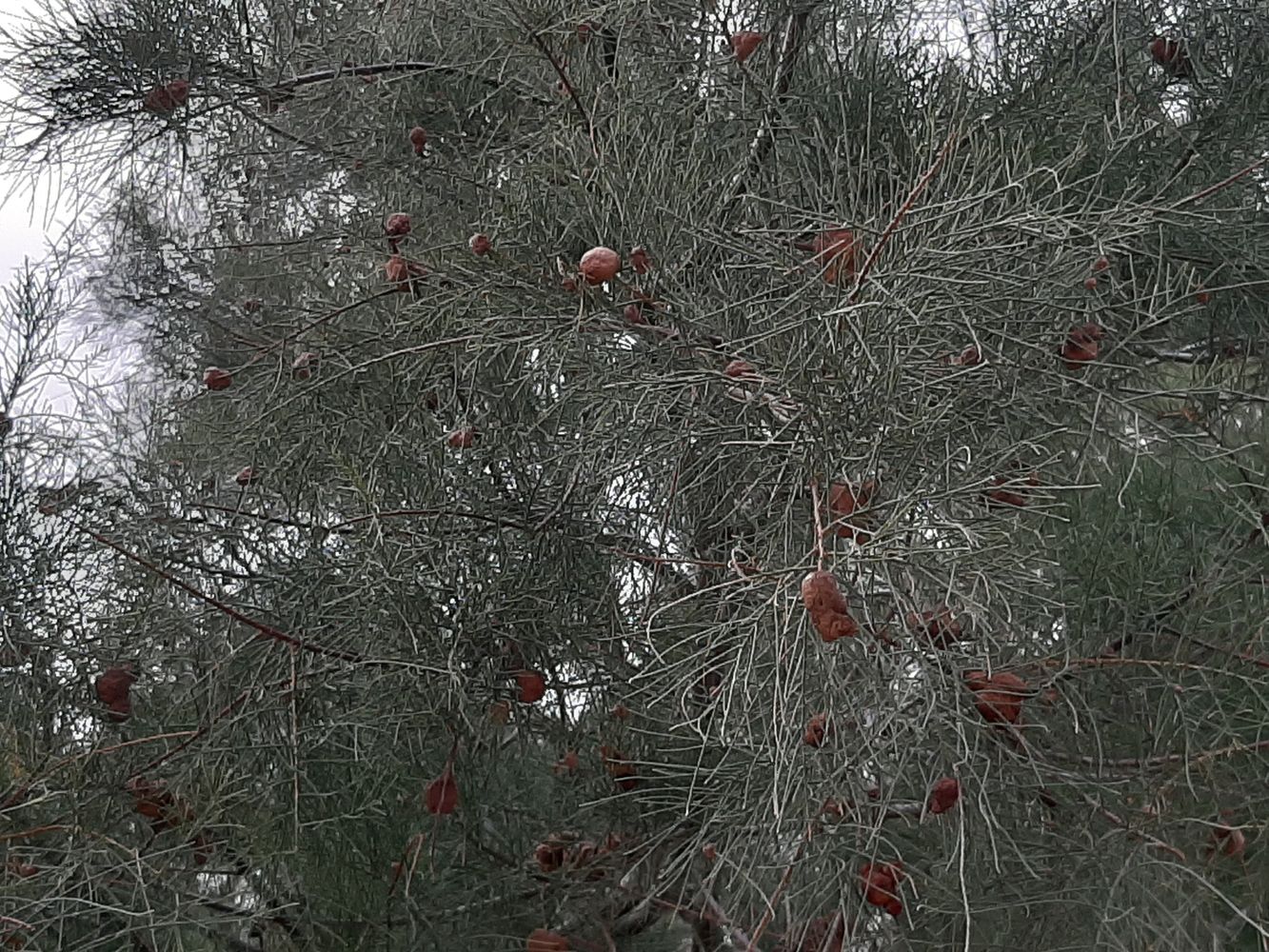 Detail image, Maarten Rozendale, Tel Aviv-Yafo, Israel, 2020-01-14, Tamarix gallica - French tamarisk