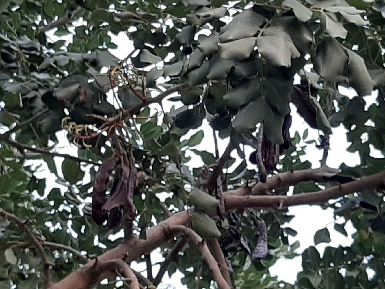 Detail image, Maarten Rozendale, Tel Aviv-Yafo, Israel, 2020-01-14, Ceratonia siliqua - Carob tree