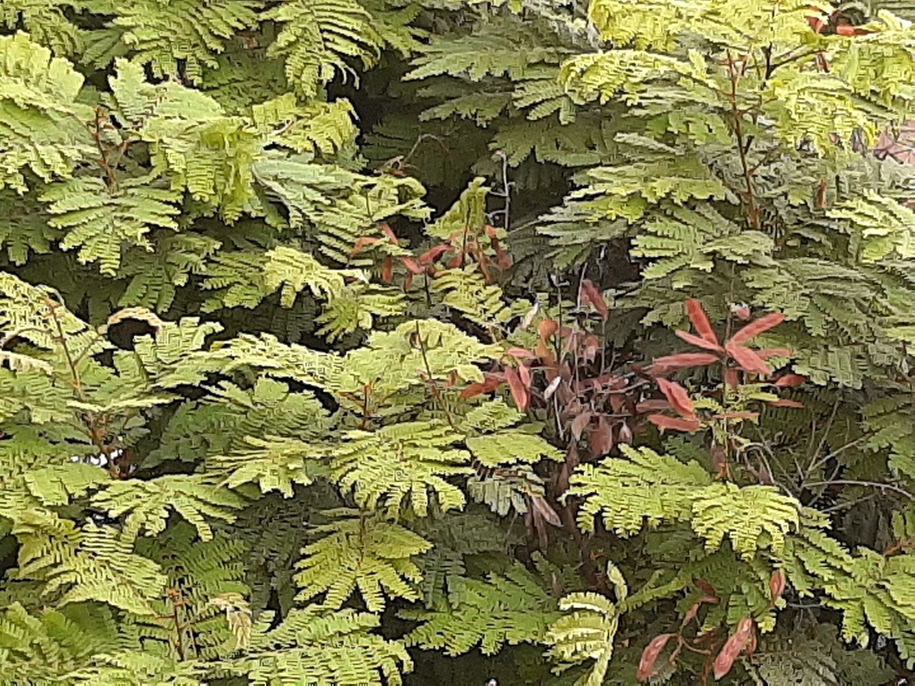 Detail image, Maarten Rozendale, Ho Chi Minh City, Vietnam, 2020-01-24, Peltophorum dasyrhachis - Peltophorum tree