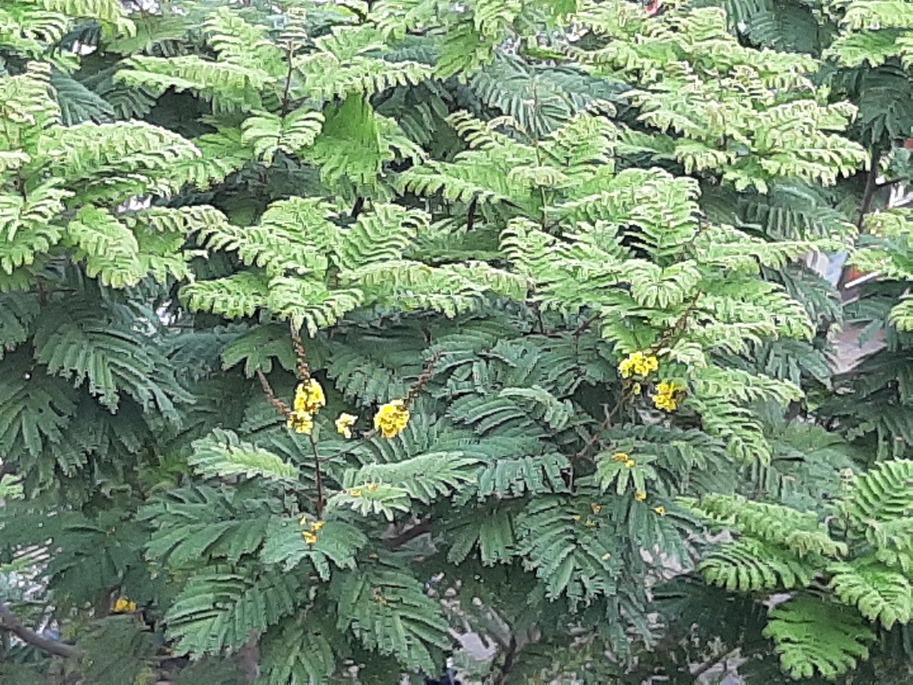 Detail image, Maarten Rozendale, , Vietnam, 2020-01-24, Peltophorum dasyrhachis - Peltophorum tree