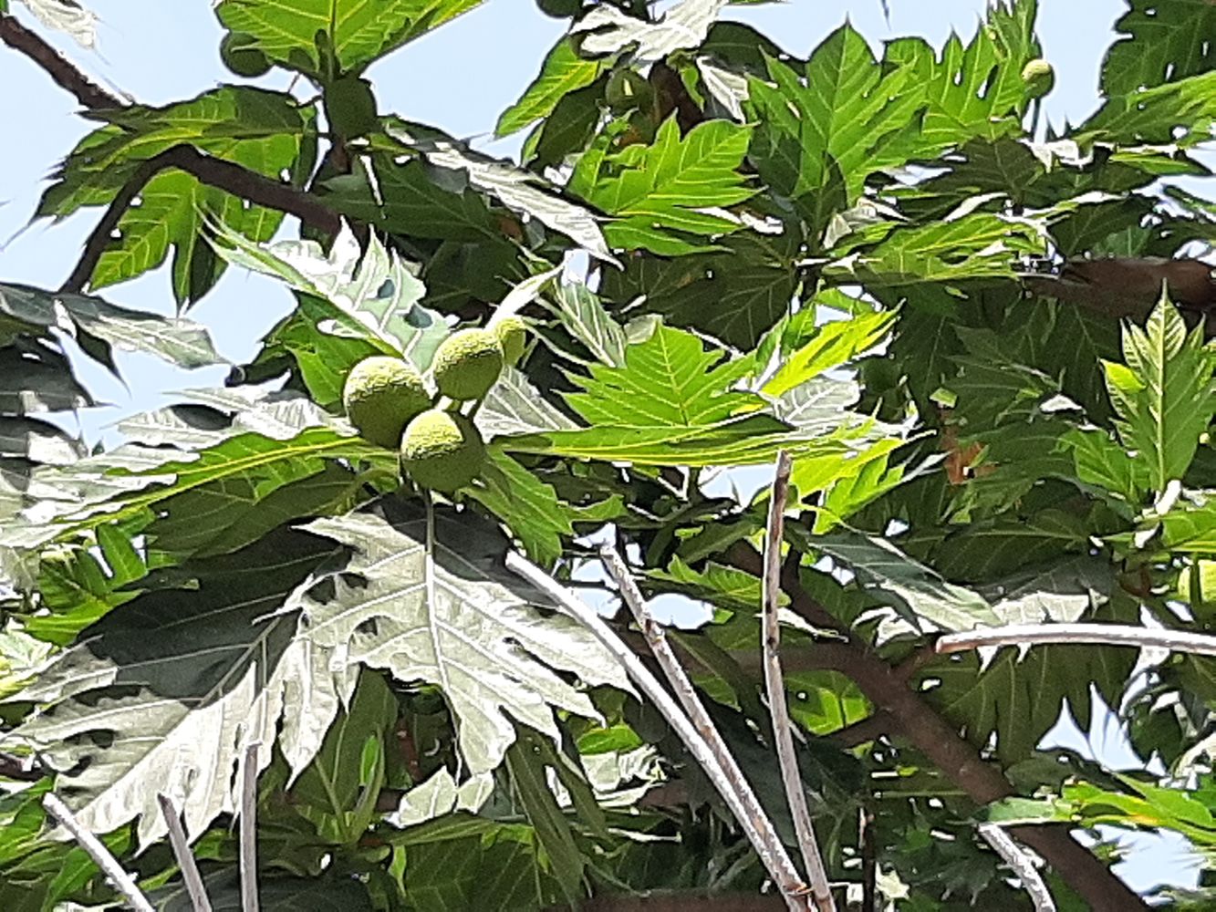 Detail image, Maarten Rozendale, , Vietnam, 2020-01-24, Artocarpus altilis - Breadfruit