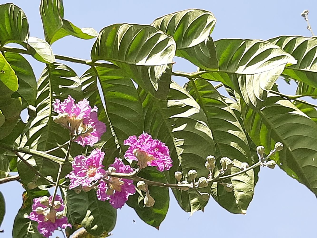 Detail image, Maarten Rozendale, , Vietnam, 2020-01-24, - Unknown species- - - Unknown -
