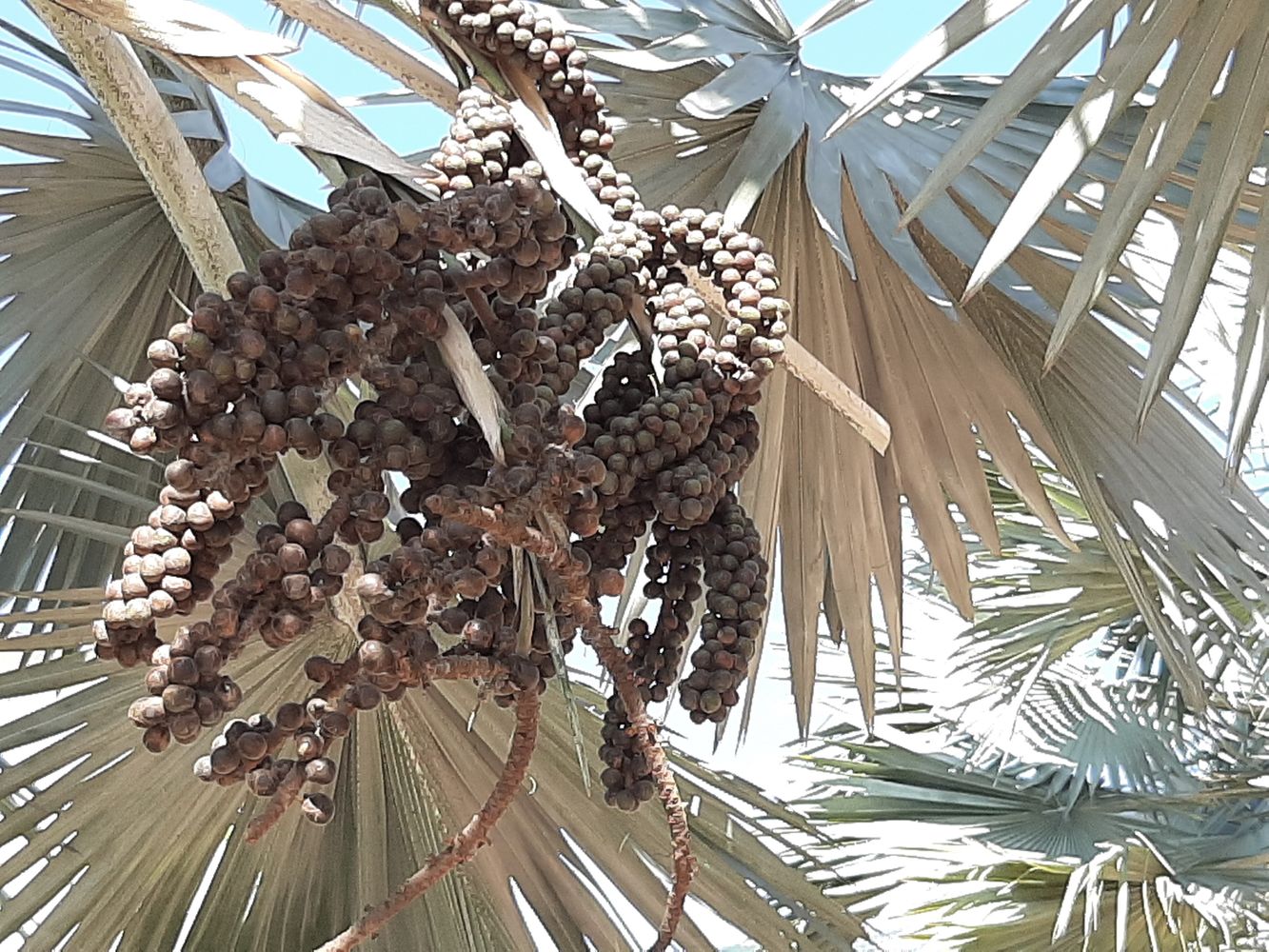 Detail image, Maarten Rozendale, Saigon, Vietnam, 2020-01-25, Bismarckia nobilis - Bismarck palm