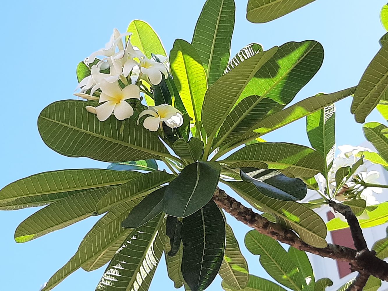 Detail image, Maarten Rozendale, Saigon, Vietnam, 2020-01-25, Plumeria rubra - Red paucipan