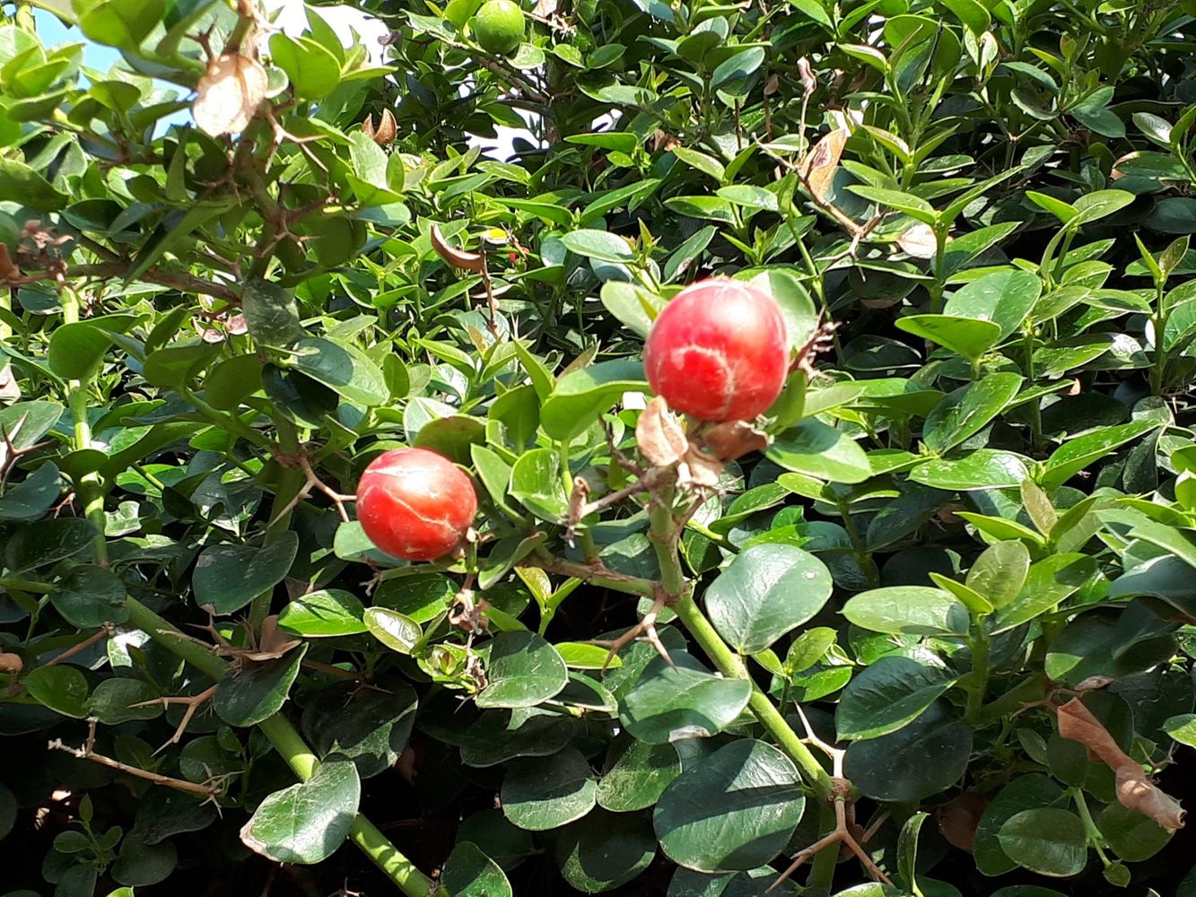 Detail image, , Ashdod, Israel, 2018-03-30, Carissa edulis - Simple spined num-num