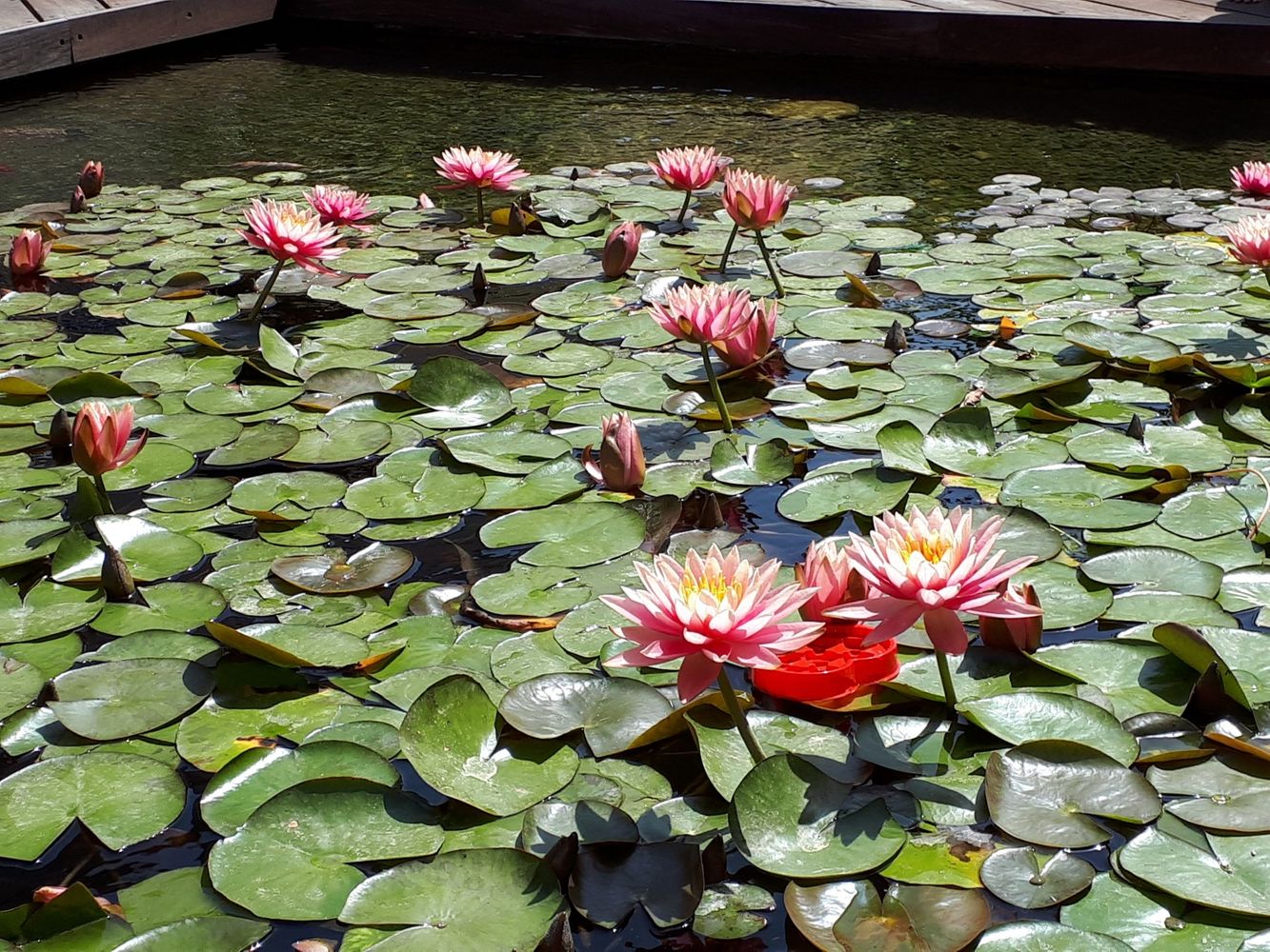 Detail image, , Rishon Letzion, Israel, 2018-04-04, Nymphaea nouchali - Blue lotus