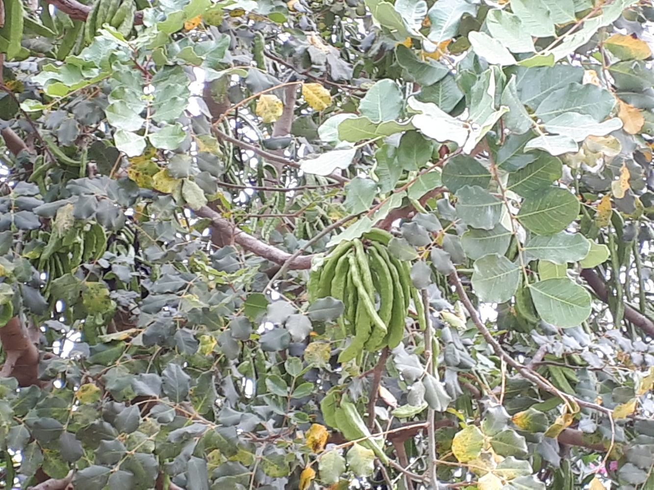 Detail image, , Nahal Alexander, Israel, 2018-05-06, Ceratonia siliqua - Carob tree