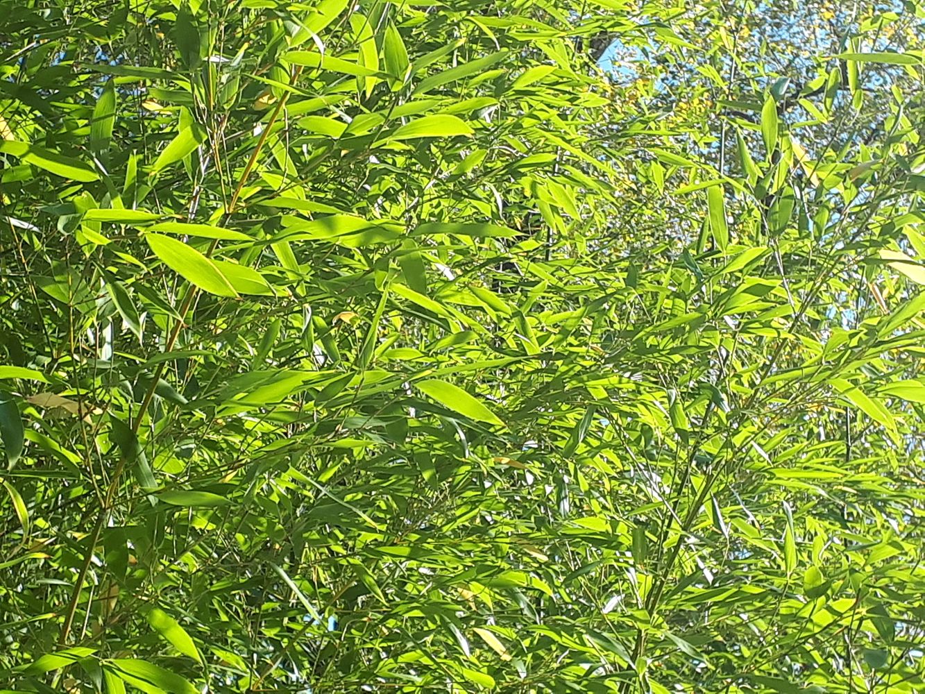 Detail image, , Utrecht, Netherlands, 2018-10-12, Phyllostachys rubicunda - Rubicunda bamboo