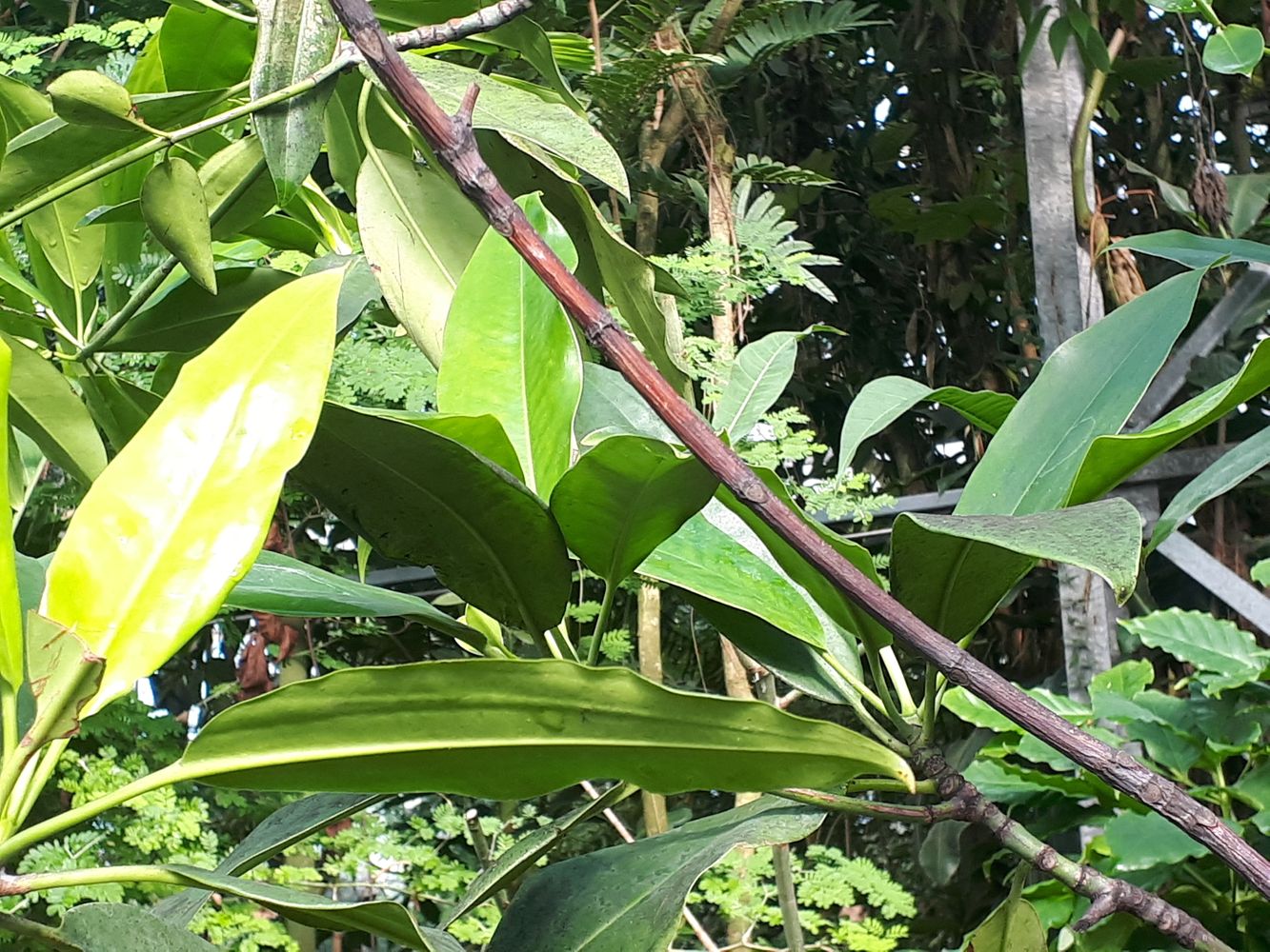 Detail image, , Utrecht, Netherlands, 2018-10-12, Rhizophora mangle - Red mangrove