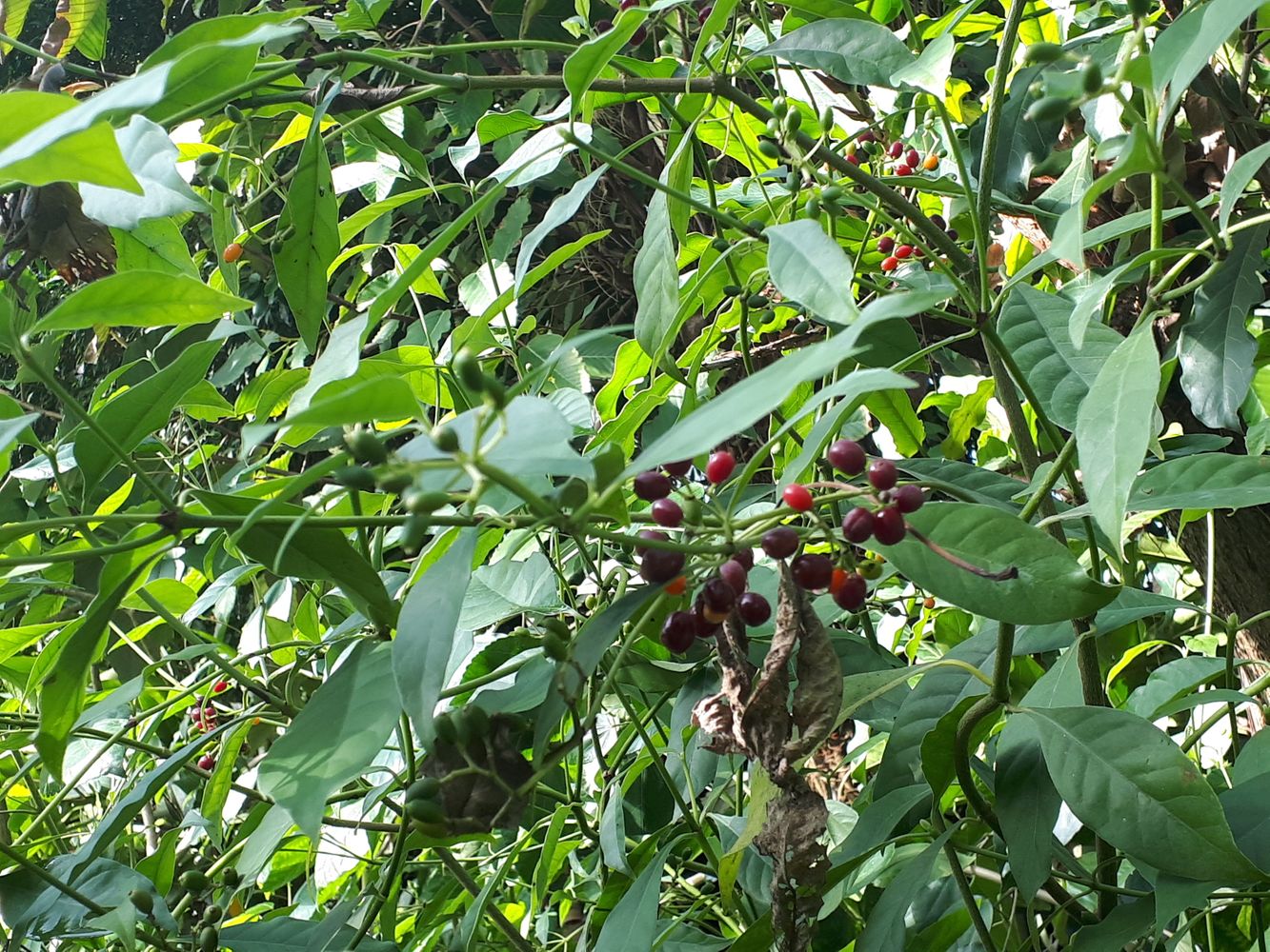 Detail image, , Utrecht, Netherlands, 2018-10-12, Psychotria carthagenensis - Amyruca