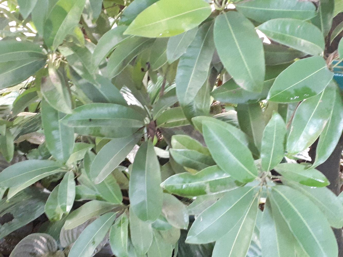 Detail image, , Utrecht, Netherlands, 2018-10-12, Manilkara subsericea - Brazilian zapote
