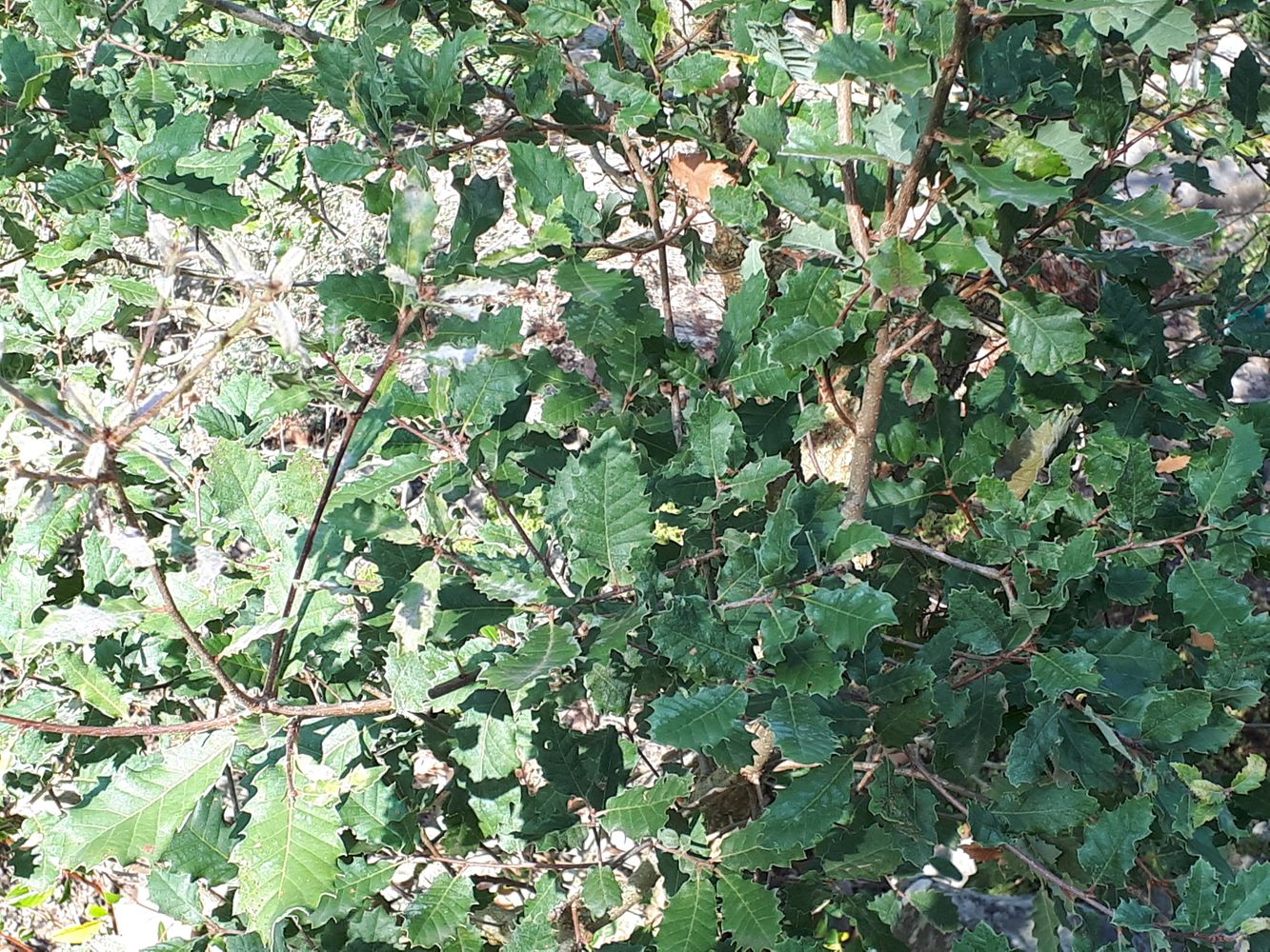 Detail image, , Utrecht, Netherlands, 2018-10-12, Quercus infectoria - Aleppo oak