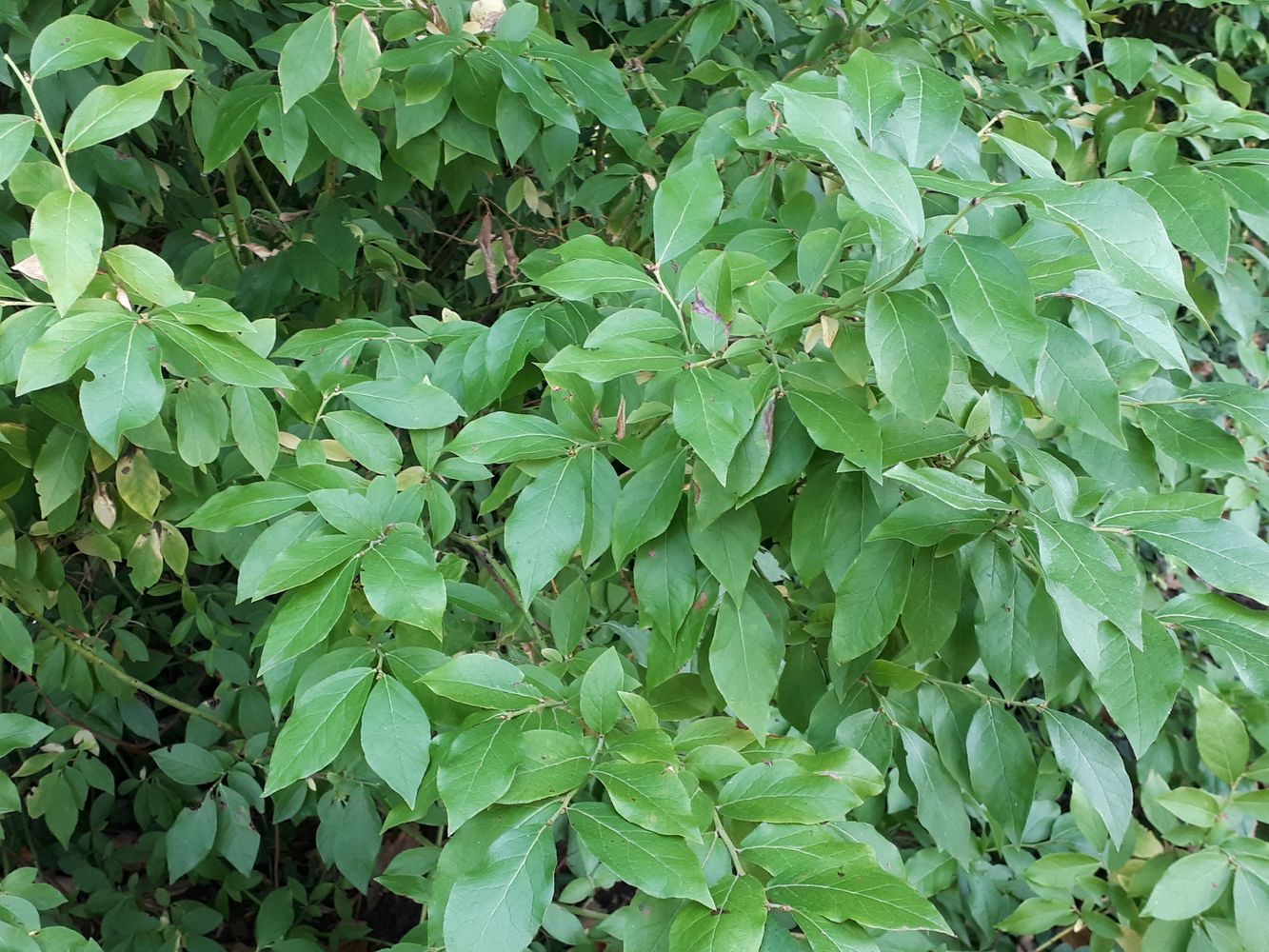 Detail image, , Utrecht, Netherlands, 2018-10-12, Vaccinum corymbosum - Blue berry