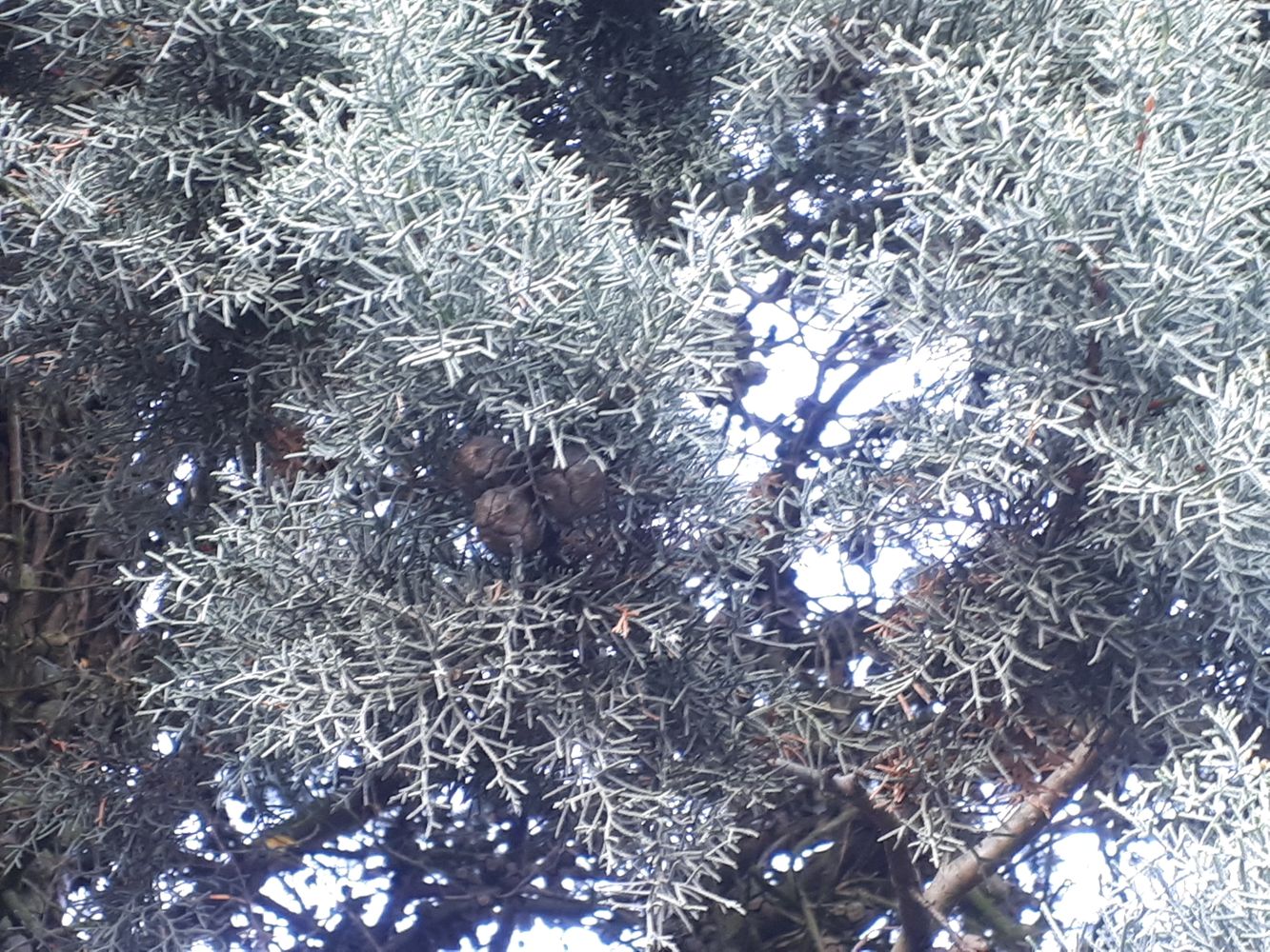 Detail image, , Sneek, Netherlands, 2018-10-27, Cupressus arizonica - Arizona cypress