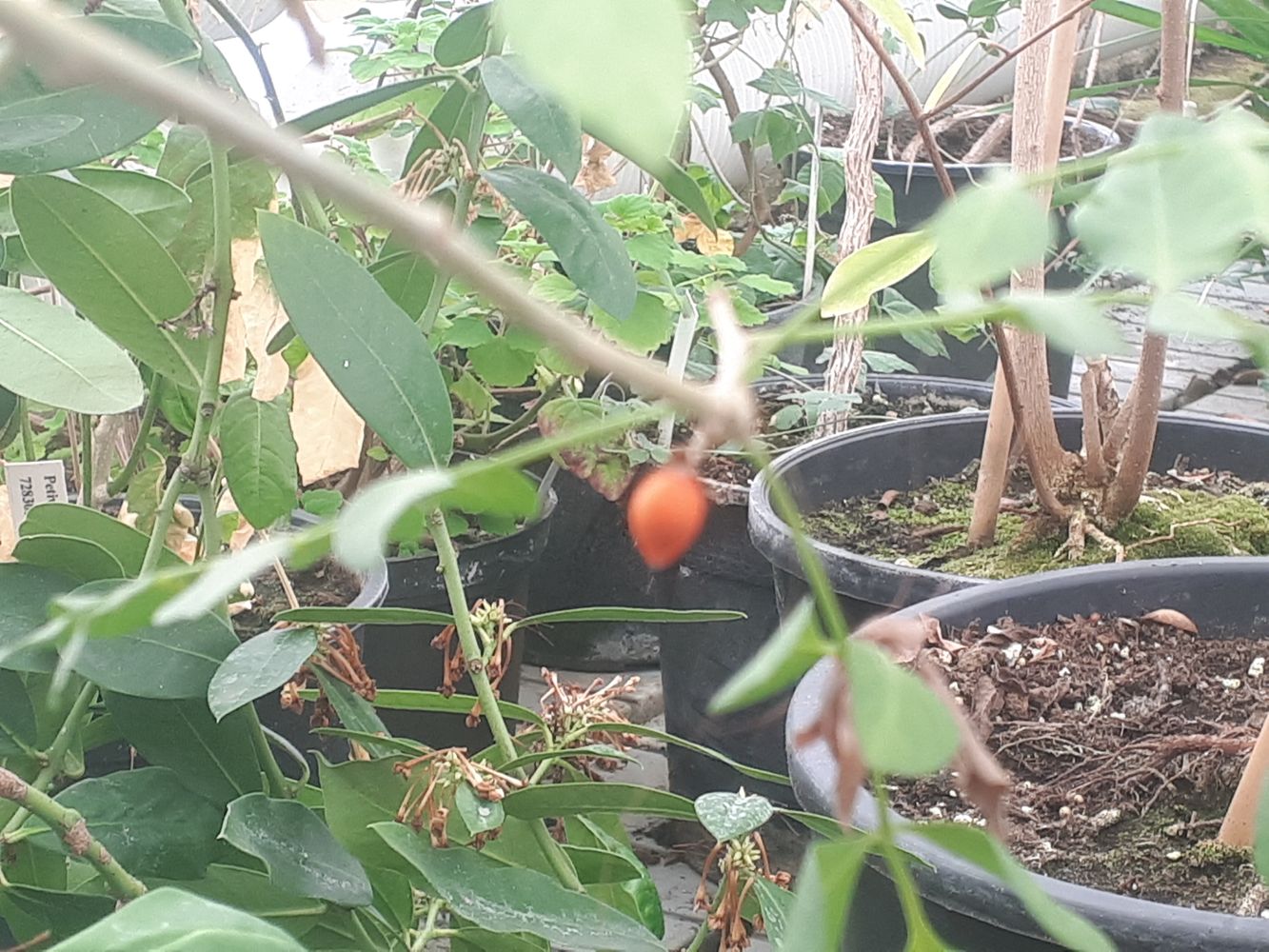 Detail image, , Delft, Netherlands, 2019-03-08, Bursera simaruba - Gumbo-limbo