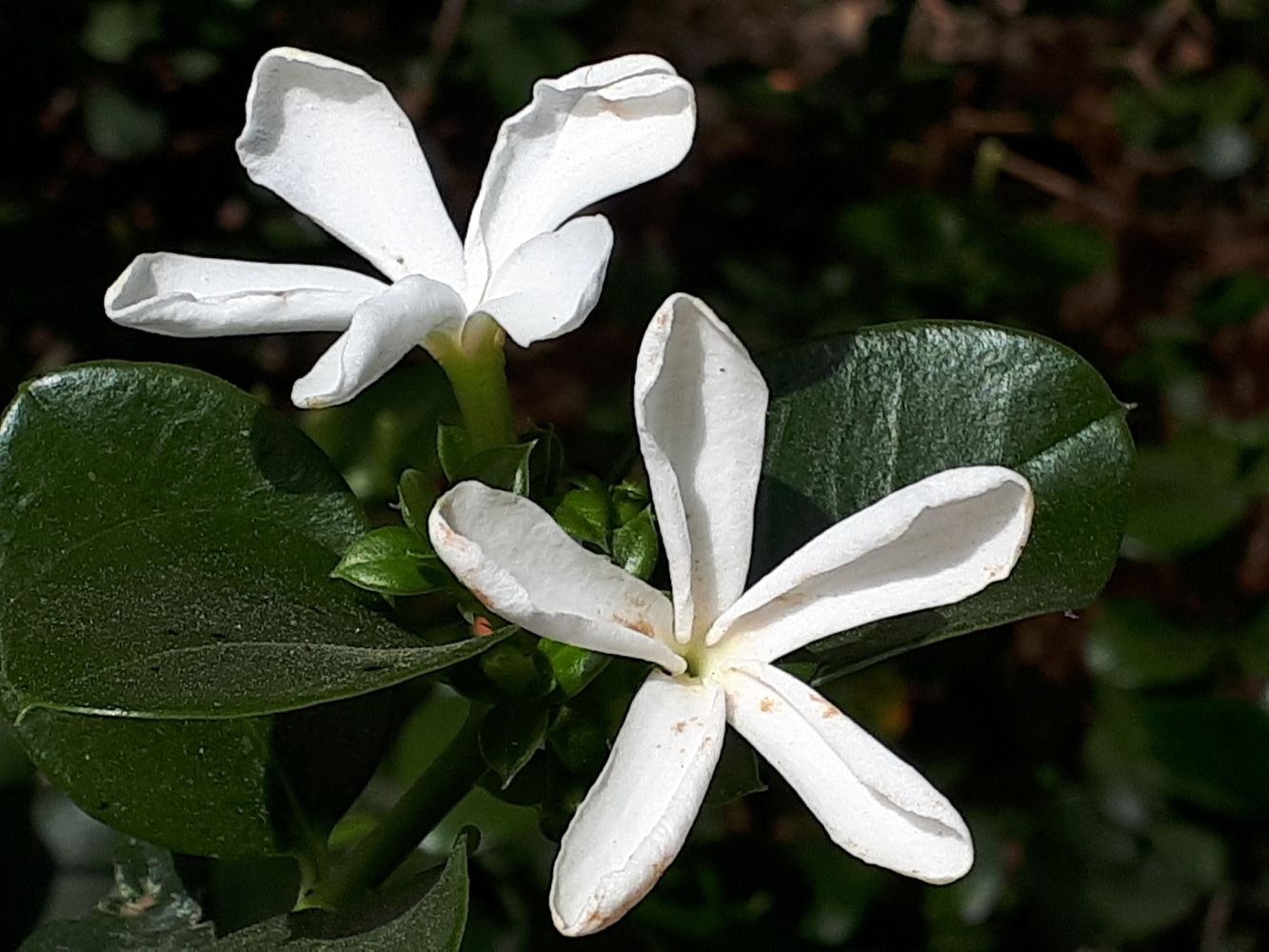 Detail image, Maarten Rozendale, Tel Aviv-Yafo, Israel, 2019-05-23, Dovyalis caffra - Kei aplle