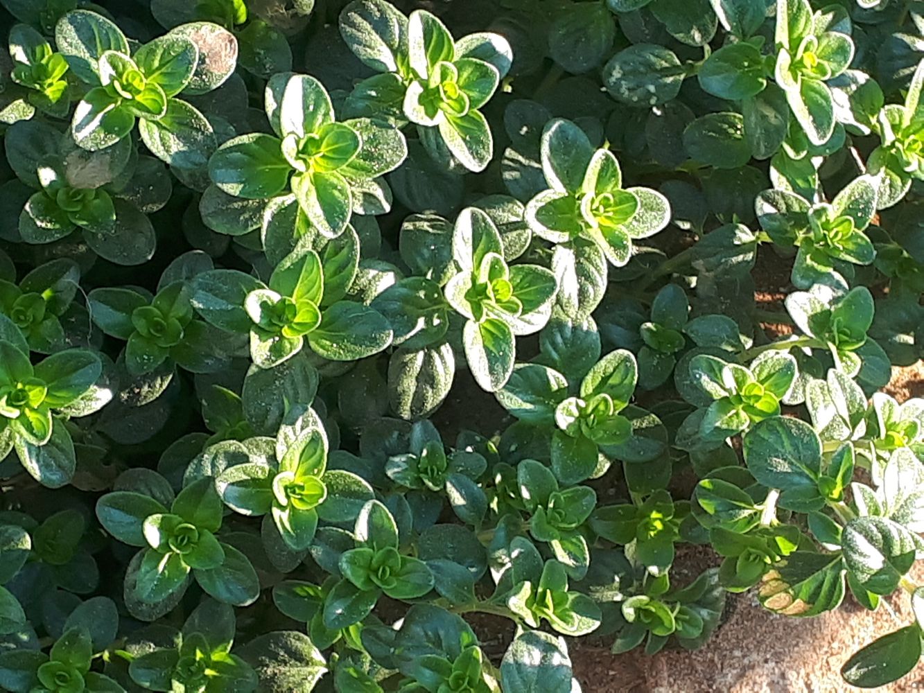 Detail image, , Holon, Israel, 2019-06-13, Origanum majorana - Marjoram