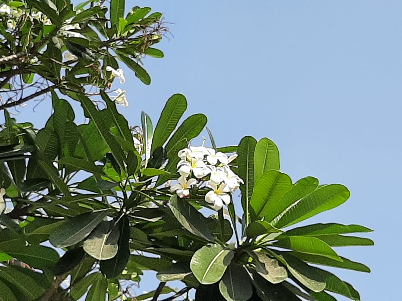 Detail image, Maarten Rozendale, Saigon, Vietnam, 2020-01-25, Plumeria obtusa - White frangipani