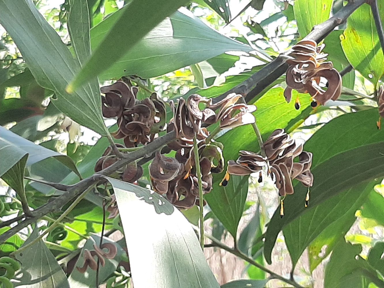Detail image, Maarten Rozendale, Binh Minh, Vietnam, 2020-01-27, Acacia koa - Koa tree