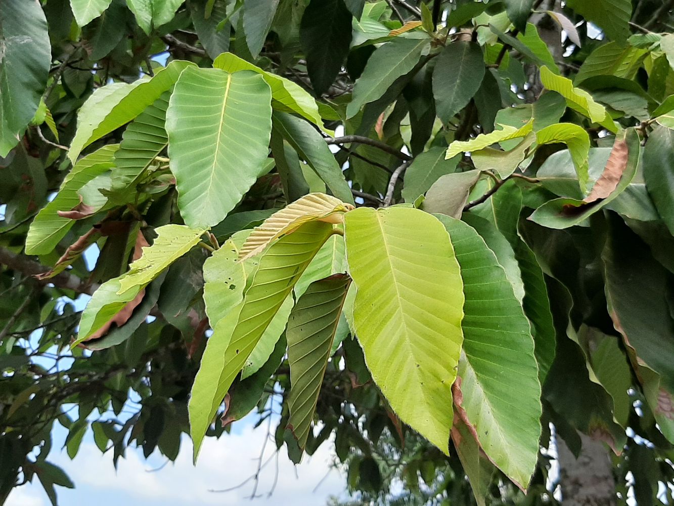Detail image, Maarten Rozendale, , Vietnam, 2020-01-27, Hopea plagata - Yakal Saplungan