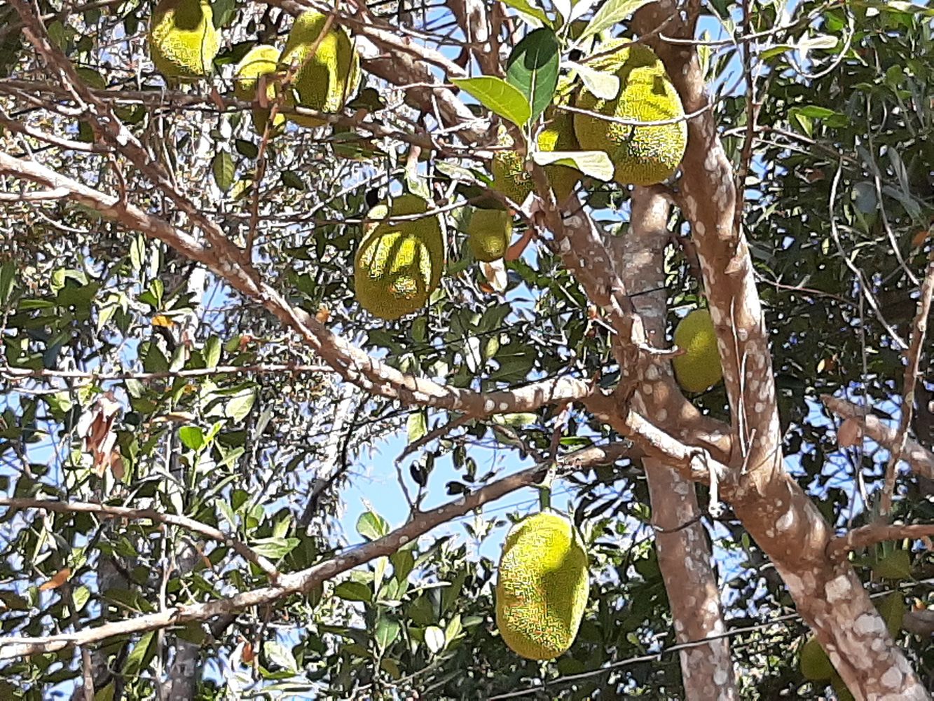 Detail image, Maarten Rozendale, , Vietnam, 2020-01-28, Artocarpus heterophyllus - Jackfruit