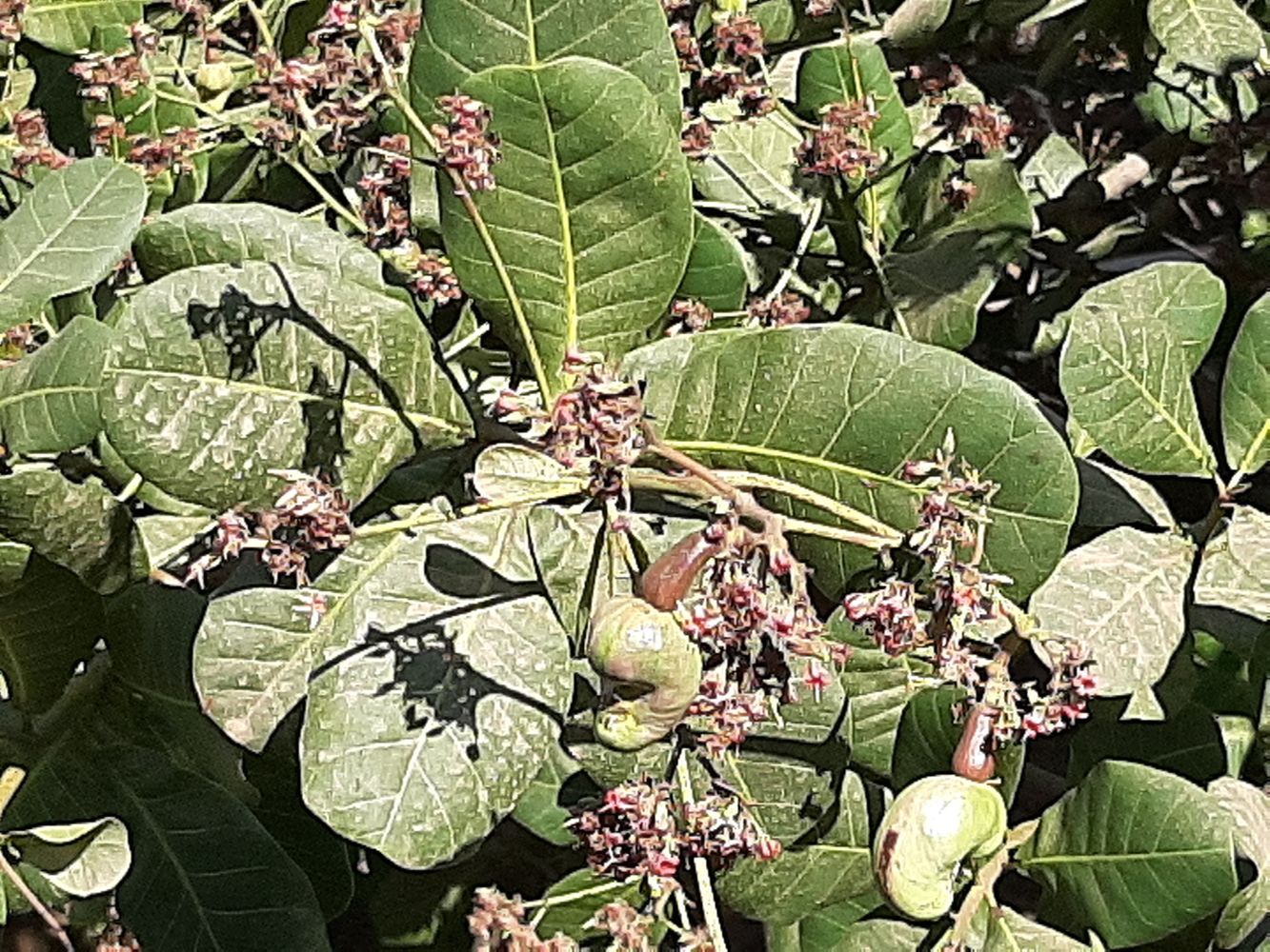 Detail image, Maarten Rozendale, , Vietnam, 2020-01-28, Anacardium occidentale - Cashew