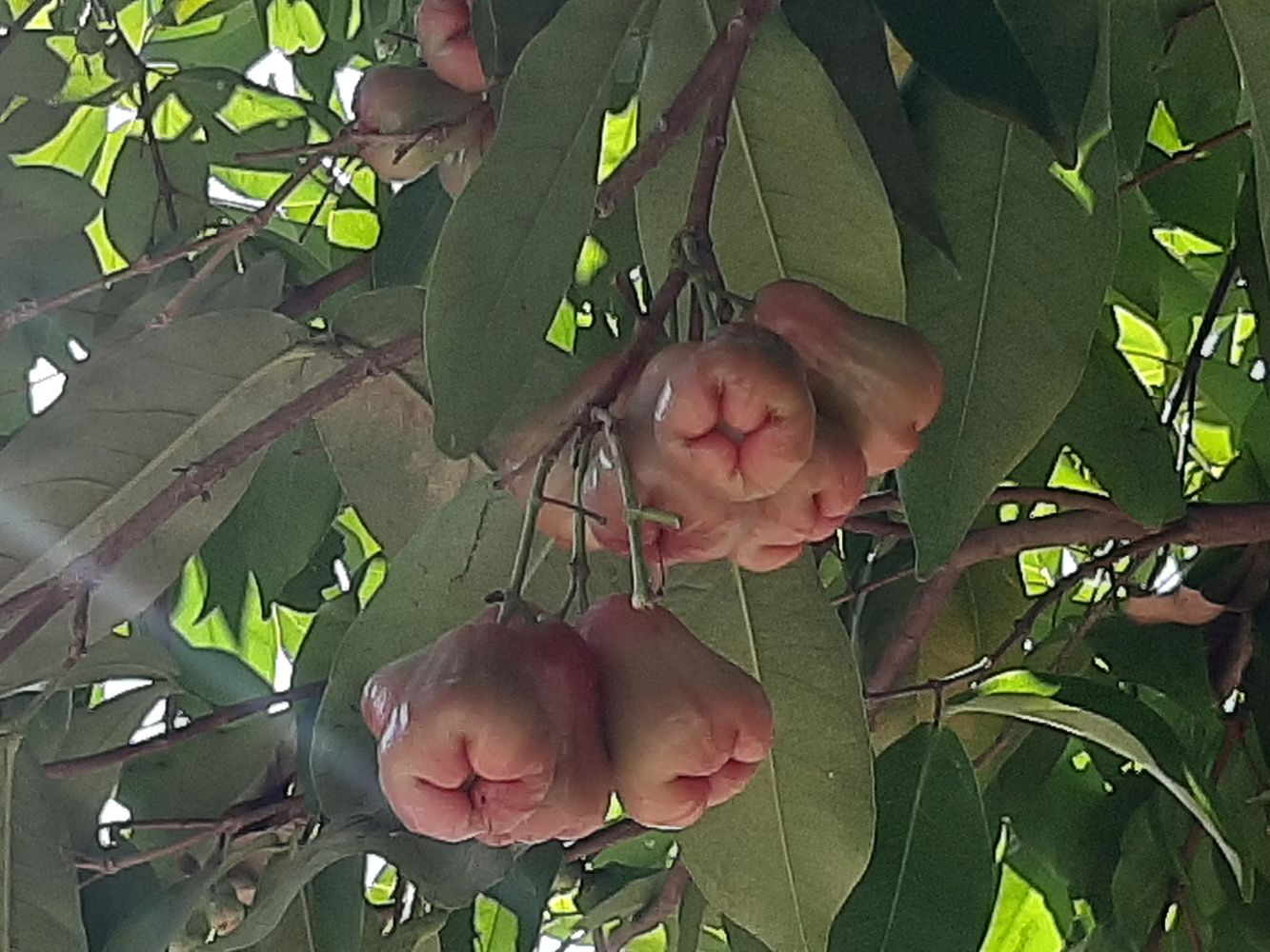 Detail image, Maarten Rozendale, , Vietnam, 2020-01-28, Syzygium jambos - Malabar plum