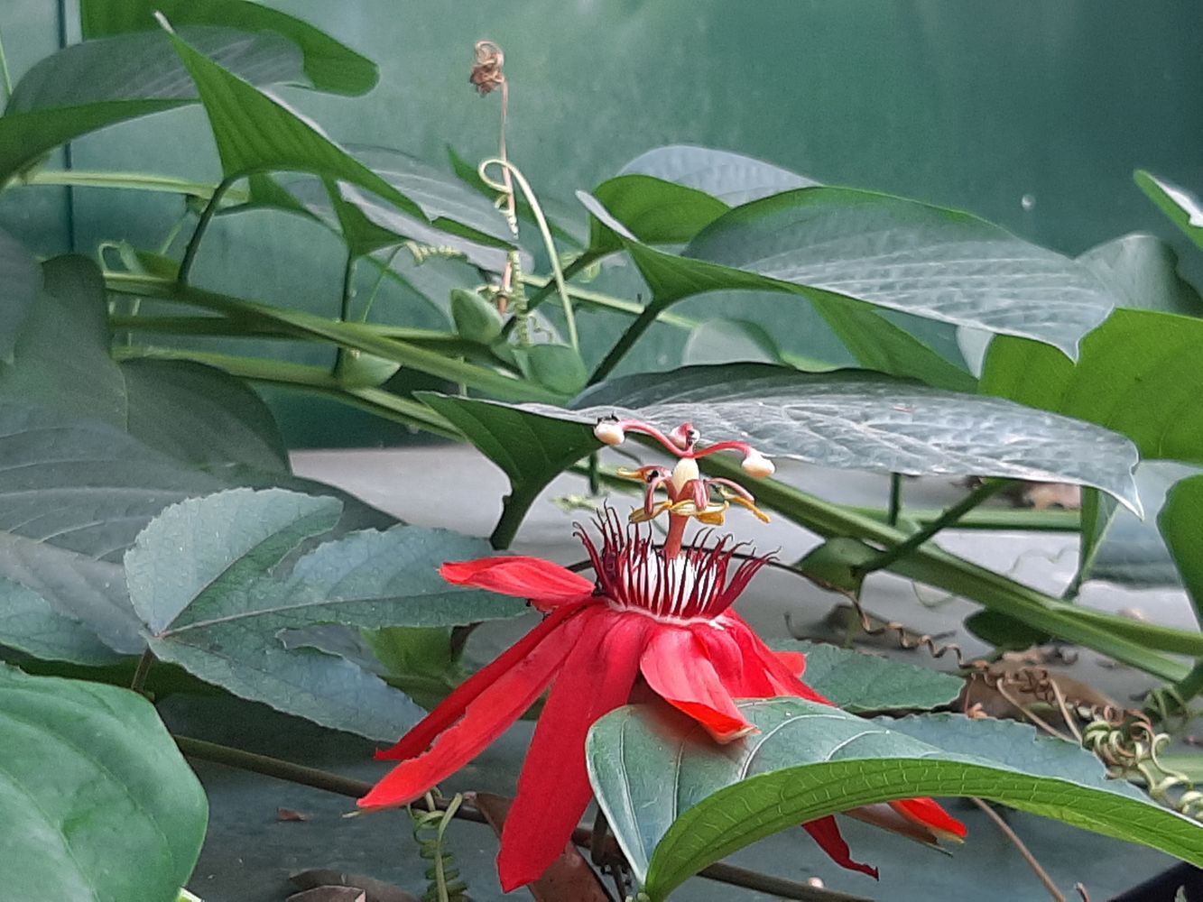Detail image, Maarten Rozendale, , Vietnam, 2020-01-28, Passiflora maliformis - Sweet cup