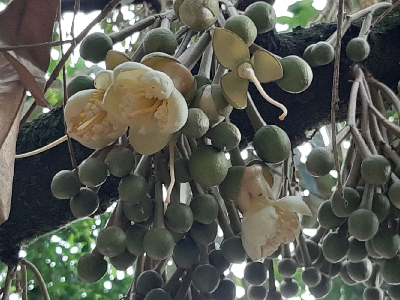 Detail image, Maarten Rozendale, ?? M'ri, Vietnam, 2020-01-28, Durio zibethinus - Common durian