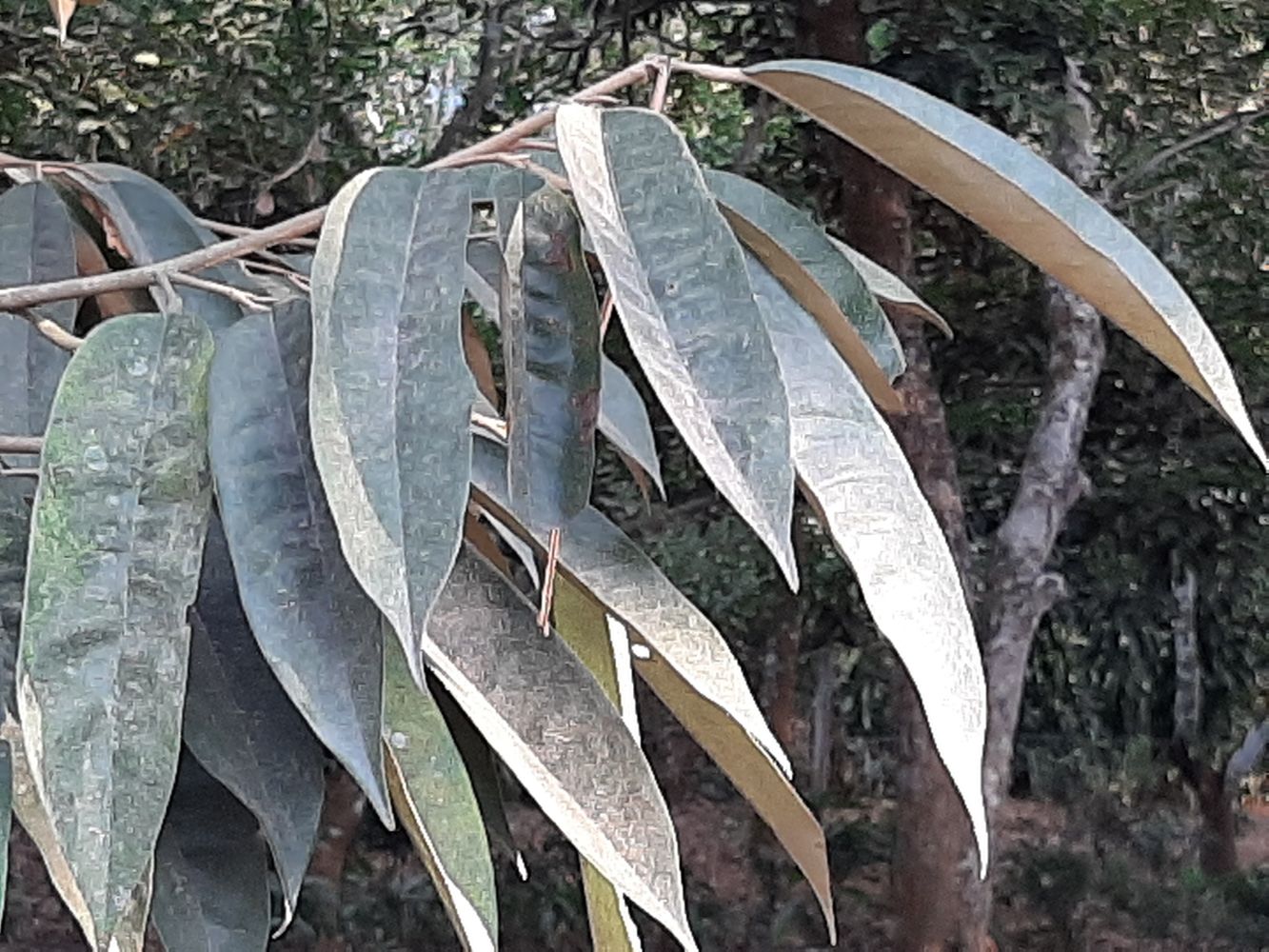 Detail image, Maarten Rozendale, , Vietnam, 2020-01-28, Durio zibethinus - Common durian