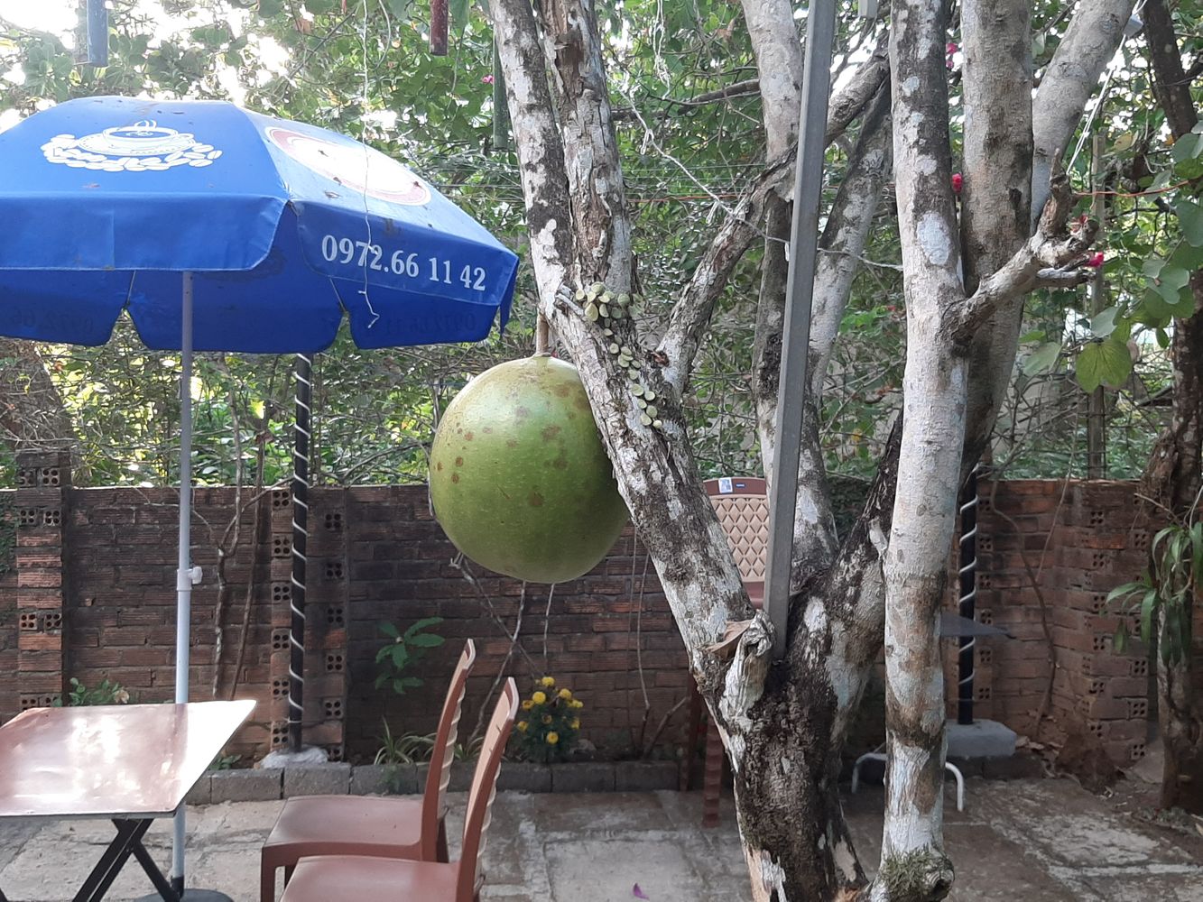 Detail image, Maarten Rozendale, , Vietnam, 2020-01-28, Crescentia cujete - Calabash Tree