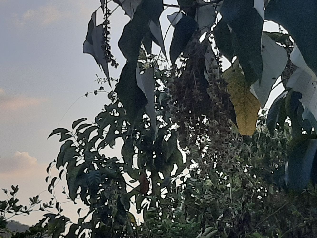 Detail image, Maarten Rozendale, Da M'Ri, Vietnam, 2020-01-28, - Unknown species- - - Unknown -