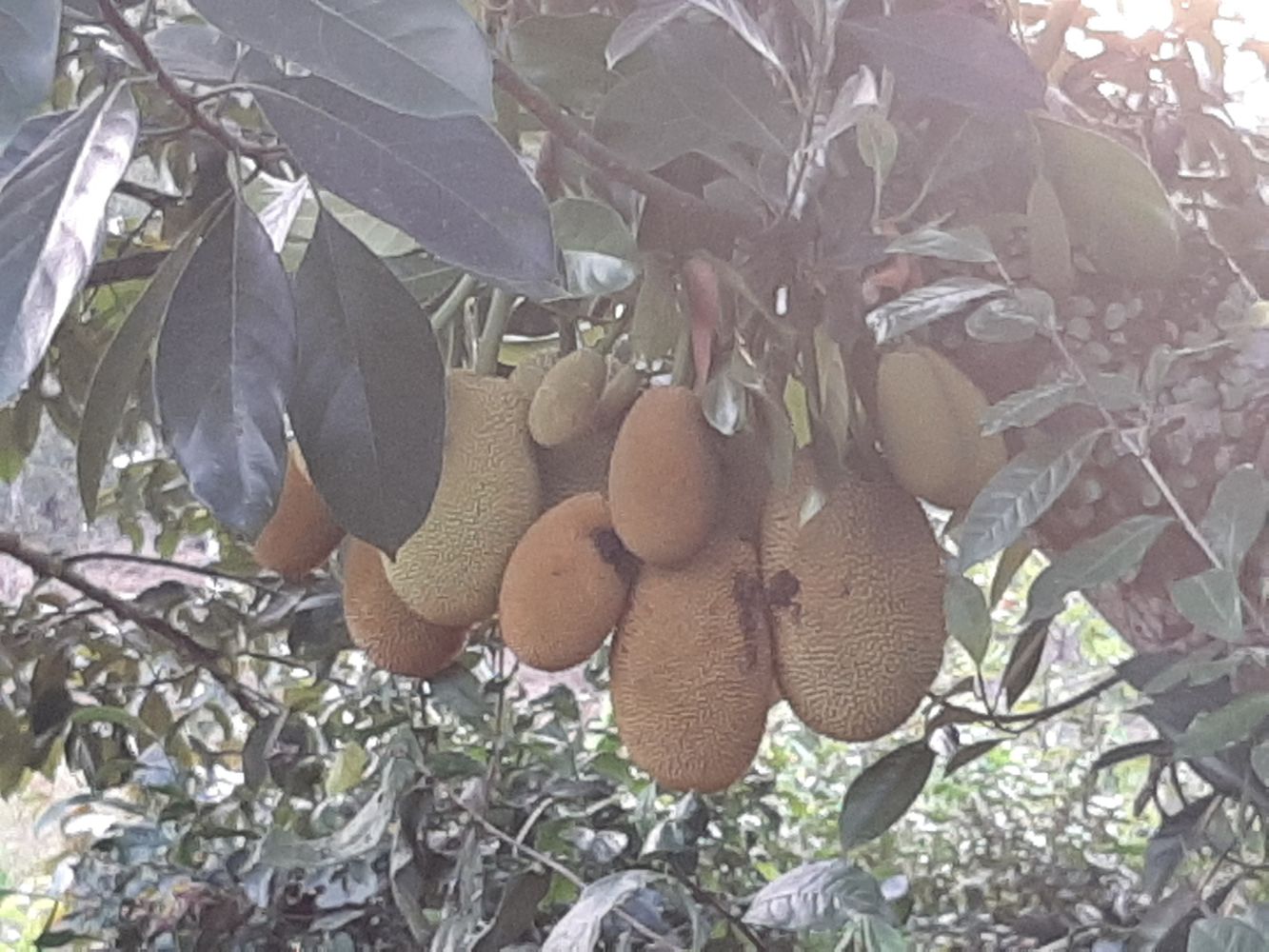 Detail image, Maarten Rozendale, , Vietnam, 2020-01-28, Artocarpus heterophyllus - Jackfruit