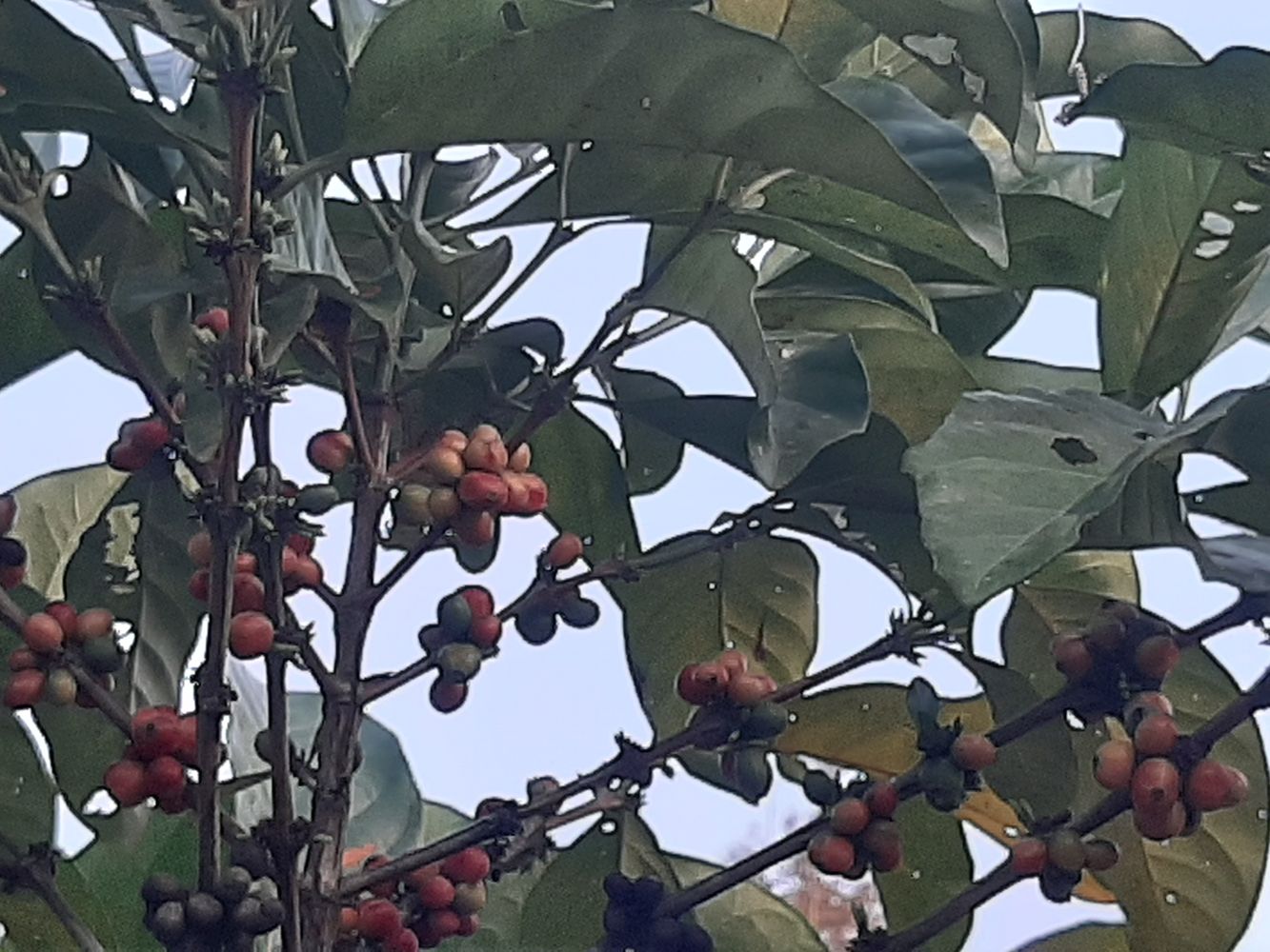 Detail image, Maarten Rozendale, , Vietnam, 2020-01-28, Coffea arabica - Coffee plant
