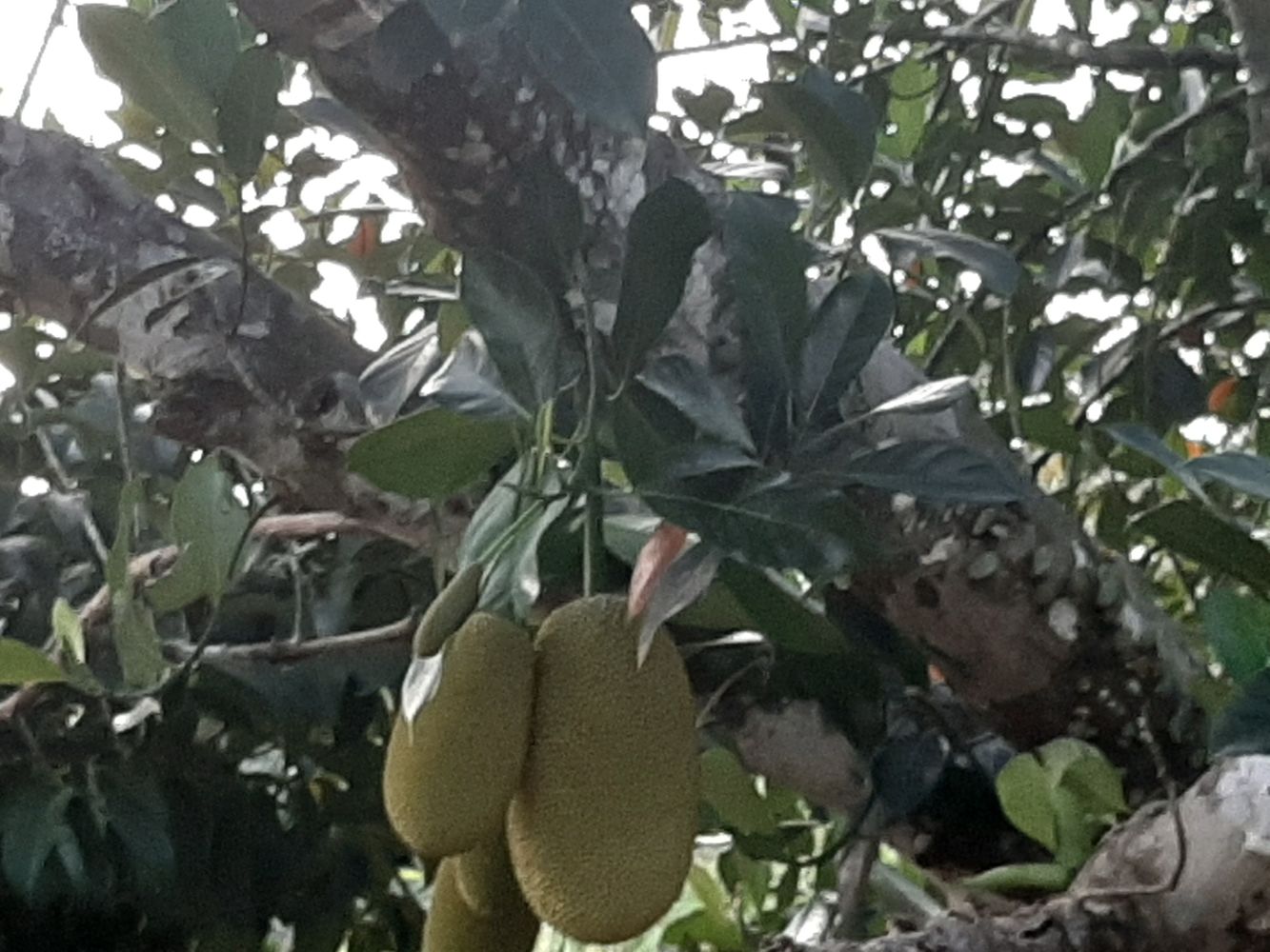 Detail image, Maarten Rozendale, , Vietnam, 2020-01-28, Artocarpus heterophyllus - Jackfruit