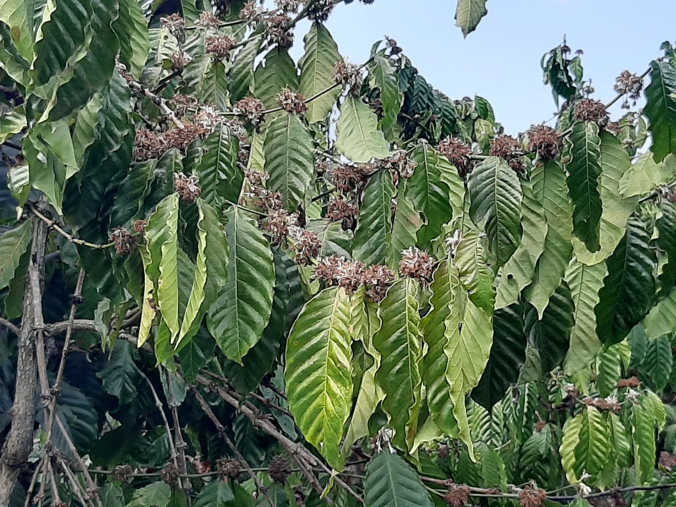 Detail image, Maarten Rozendale, Xa Loc An, Vietnam, 2020-01-29, Coffea arabica - Coffee plant