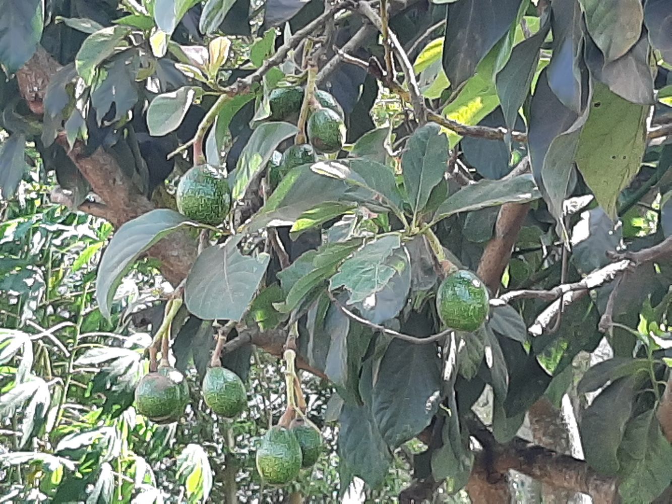 Detail image, Maarten Rozendale, Loc An, Vietnam, 2020-01-29, Persea americana - Avocado tree
